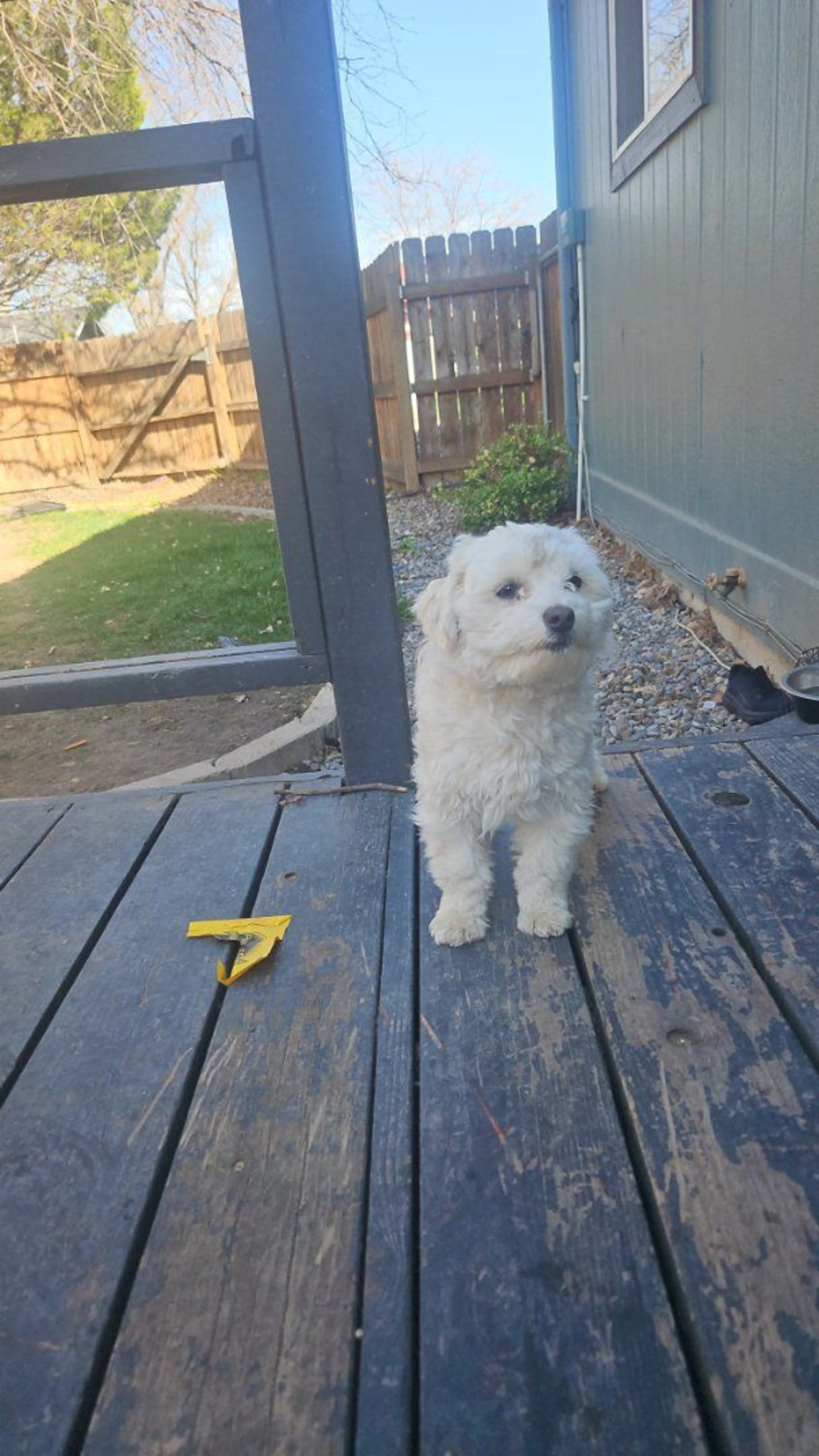 Lost pet-1