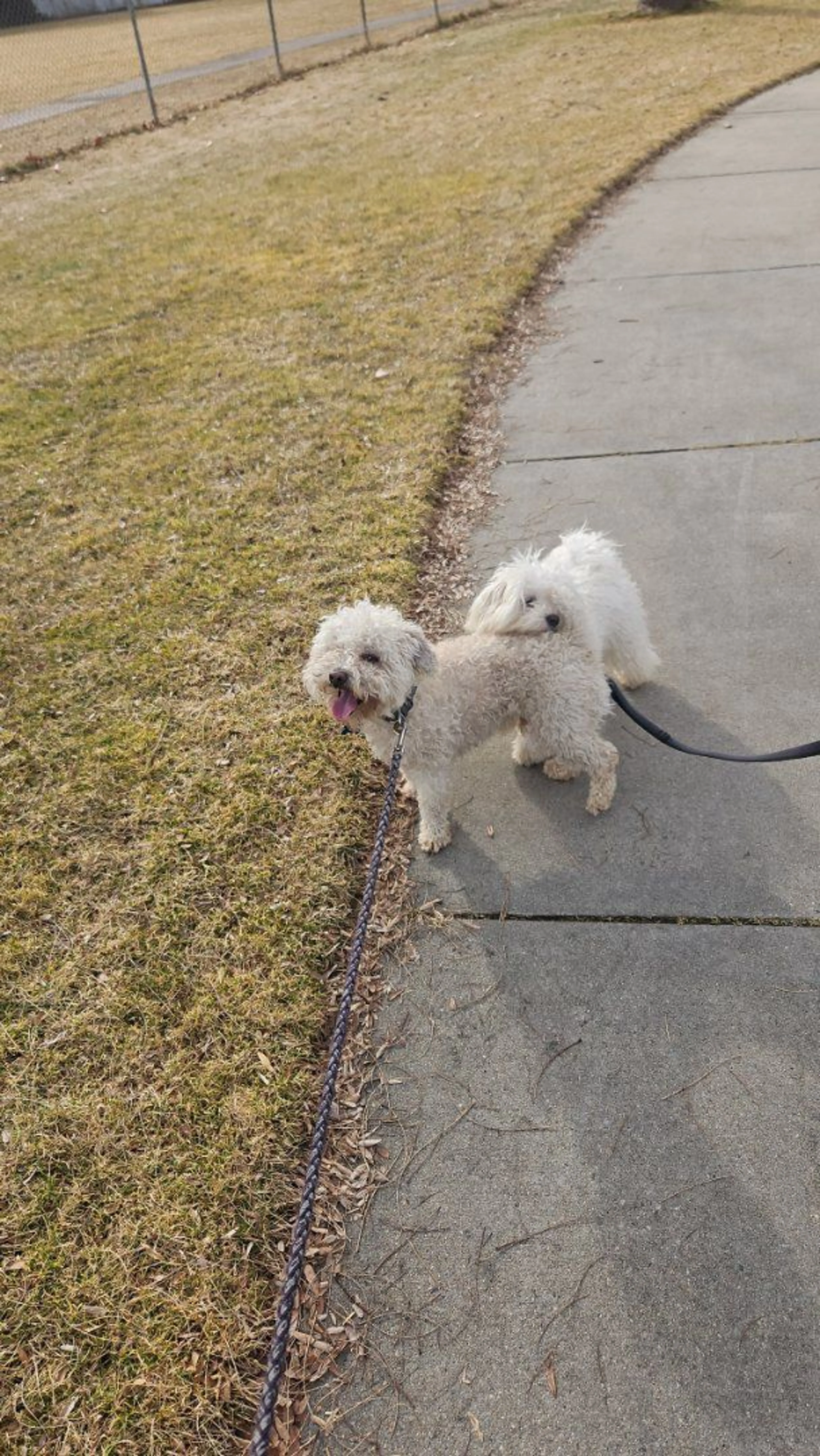 Lost pet-2