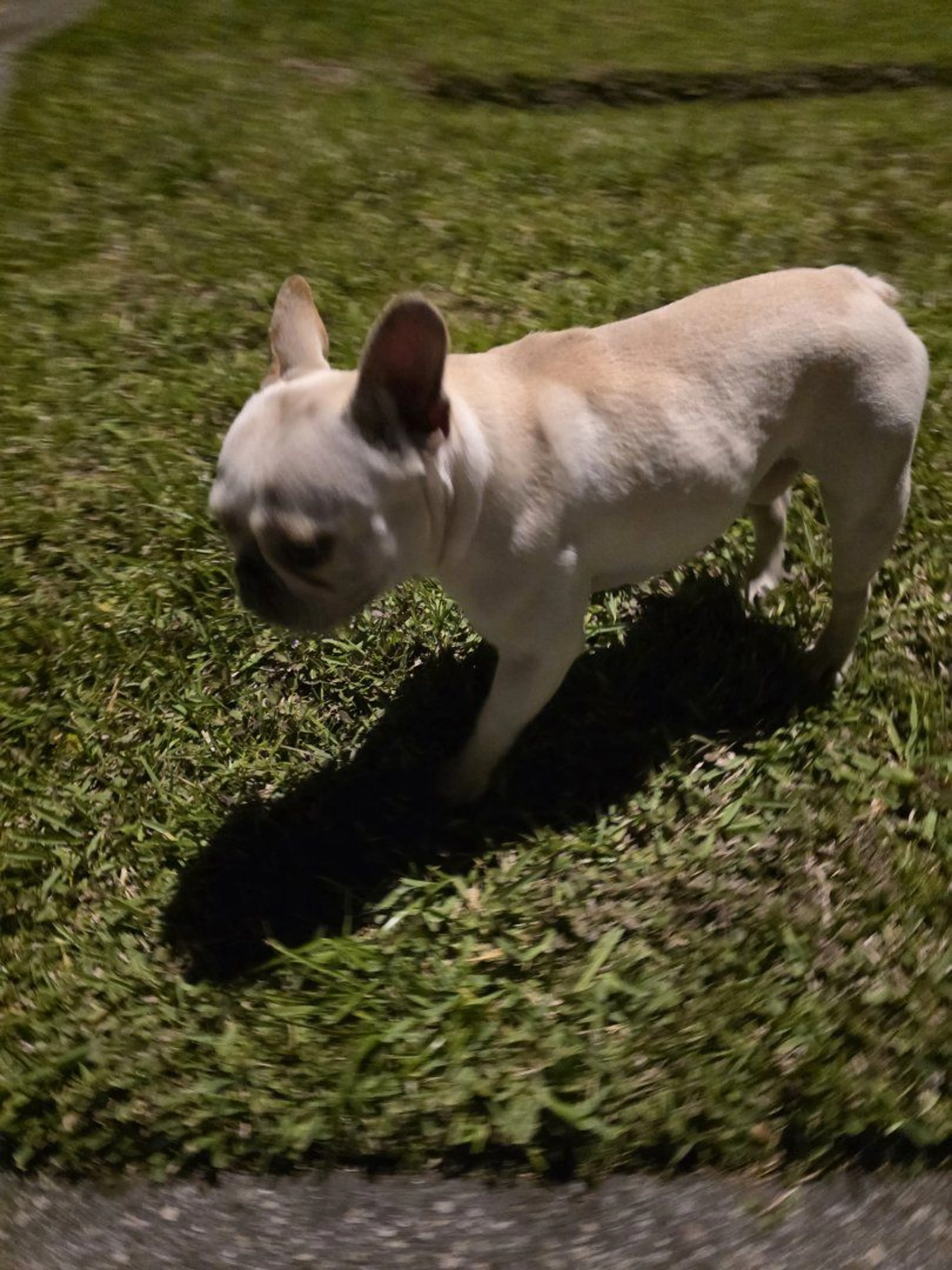 Lost pet-2