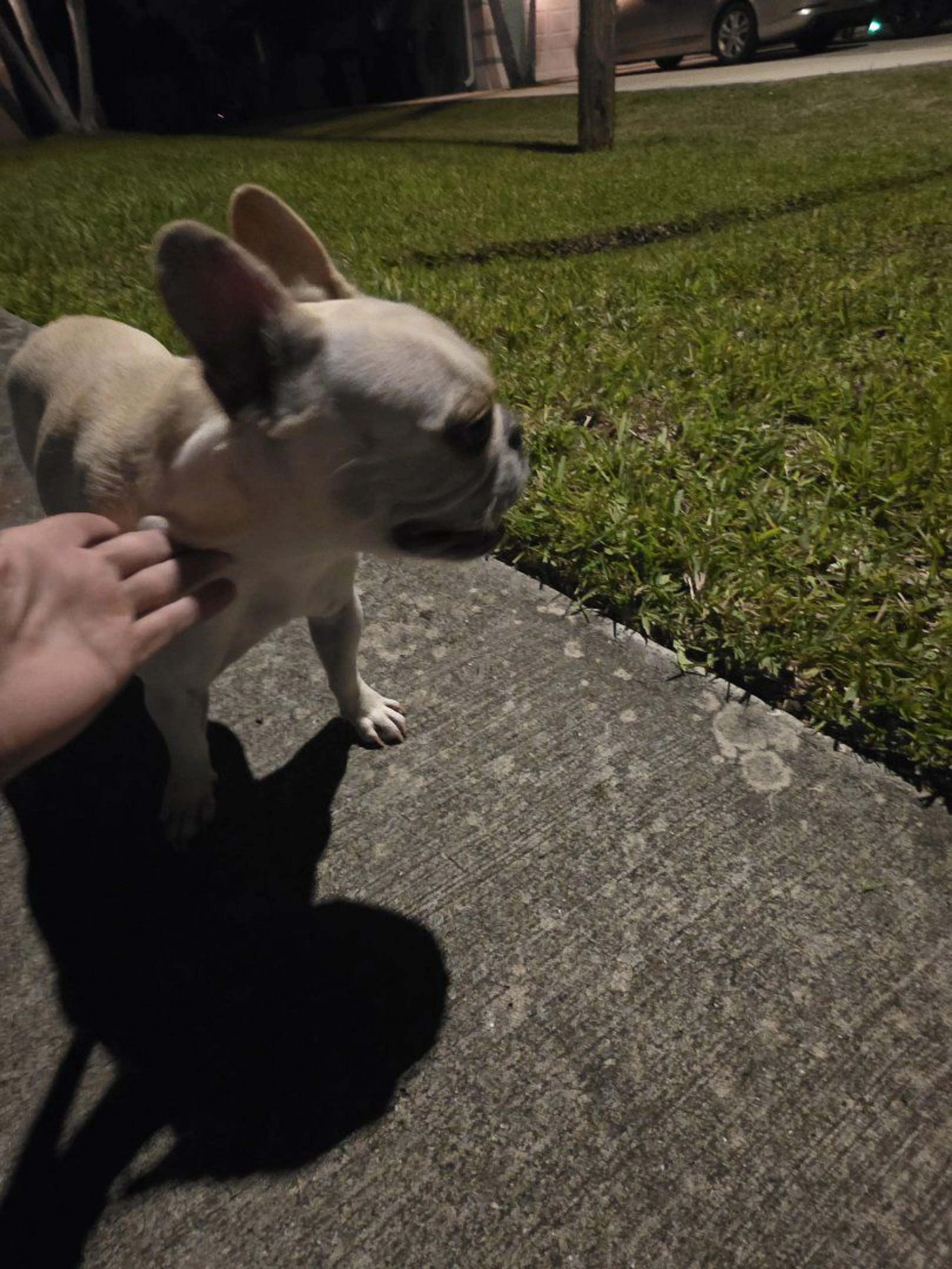 Lost pet-1