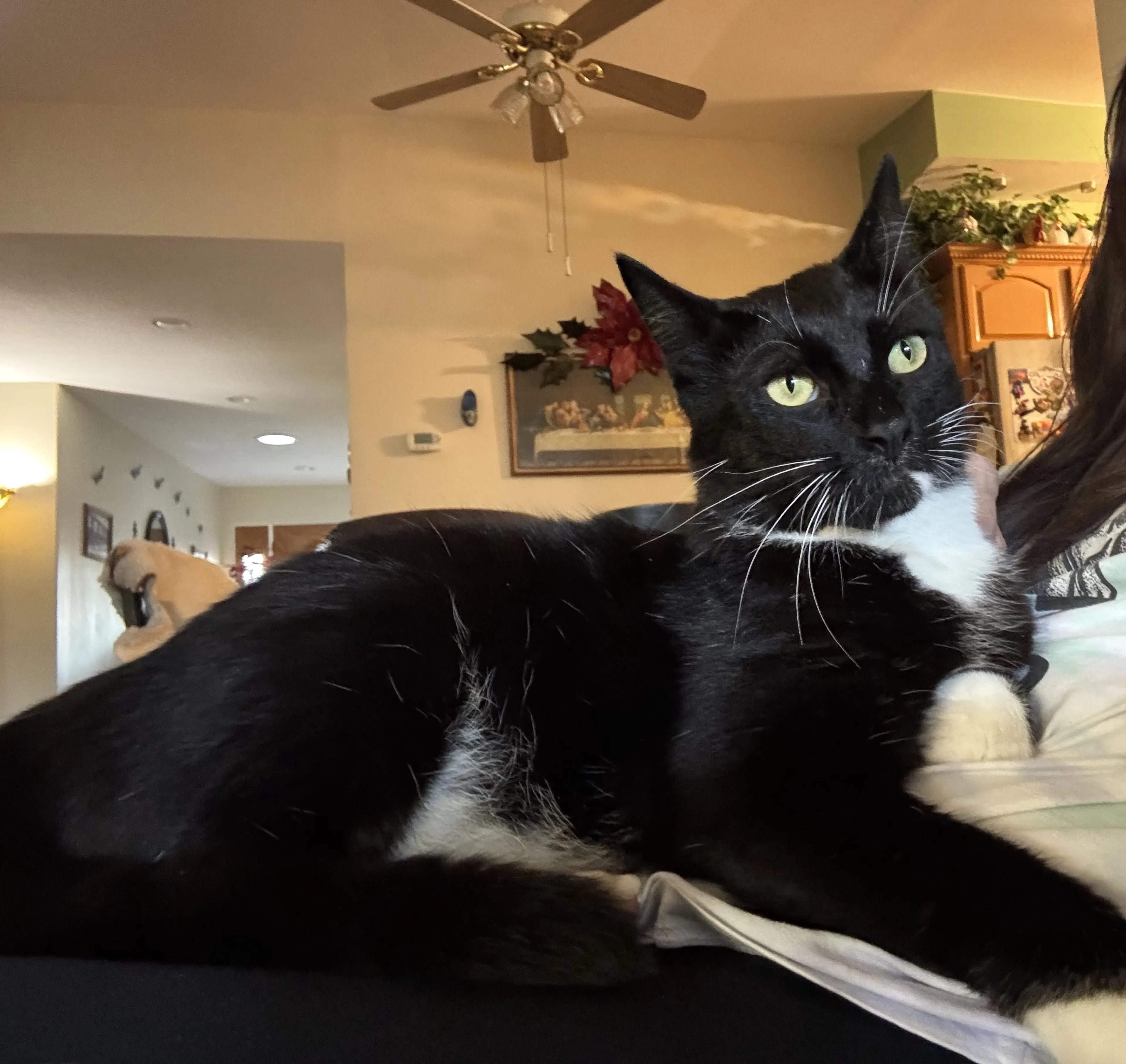 Lost pet-1