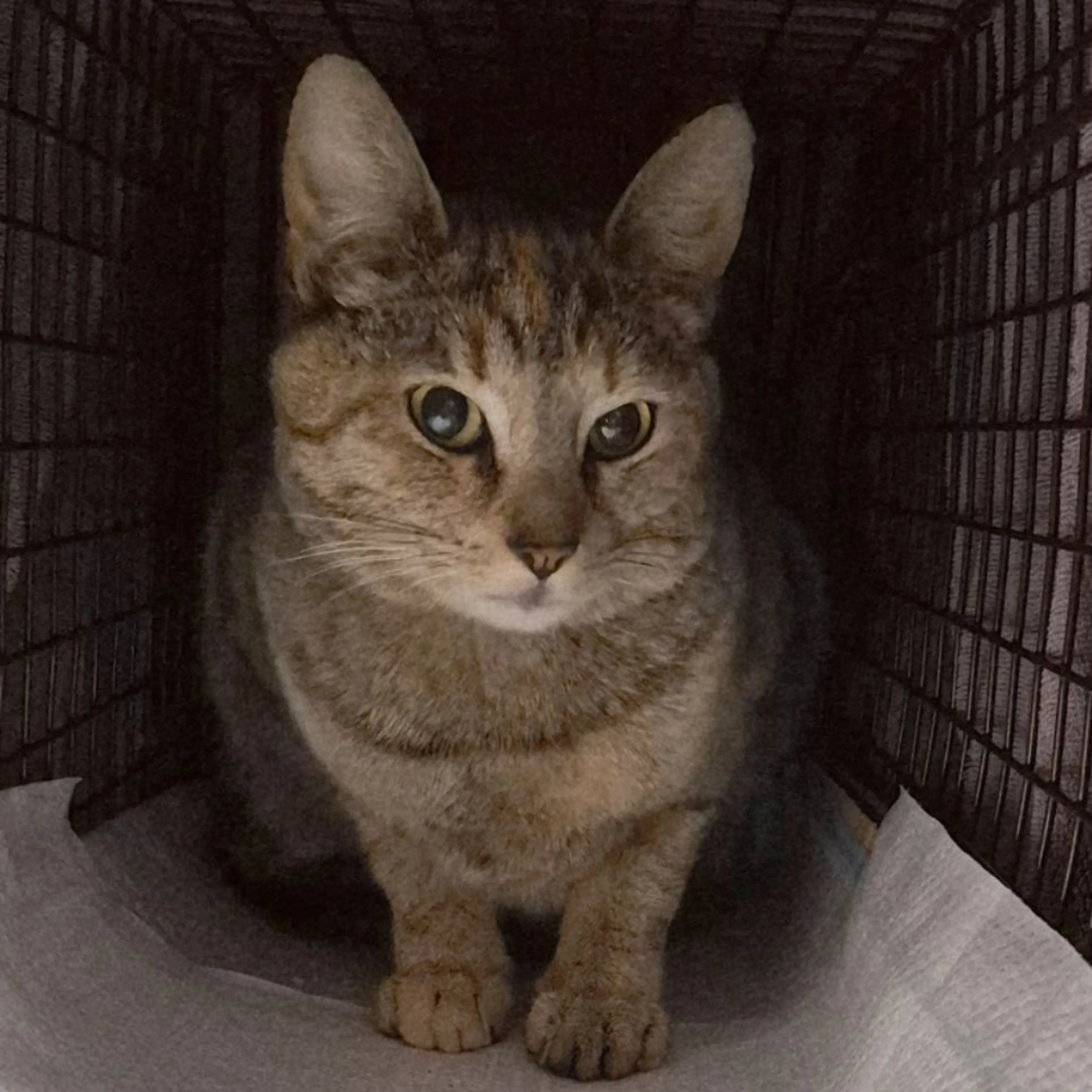 Found pet