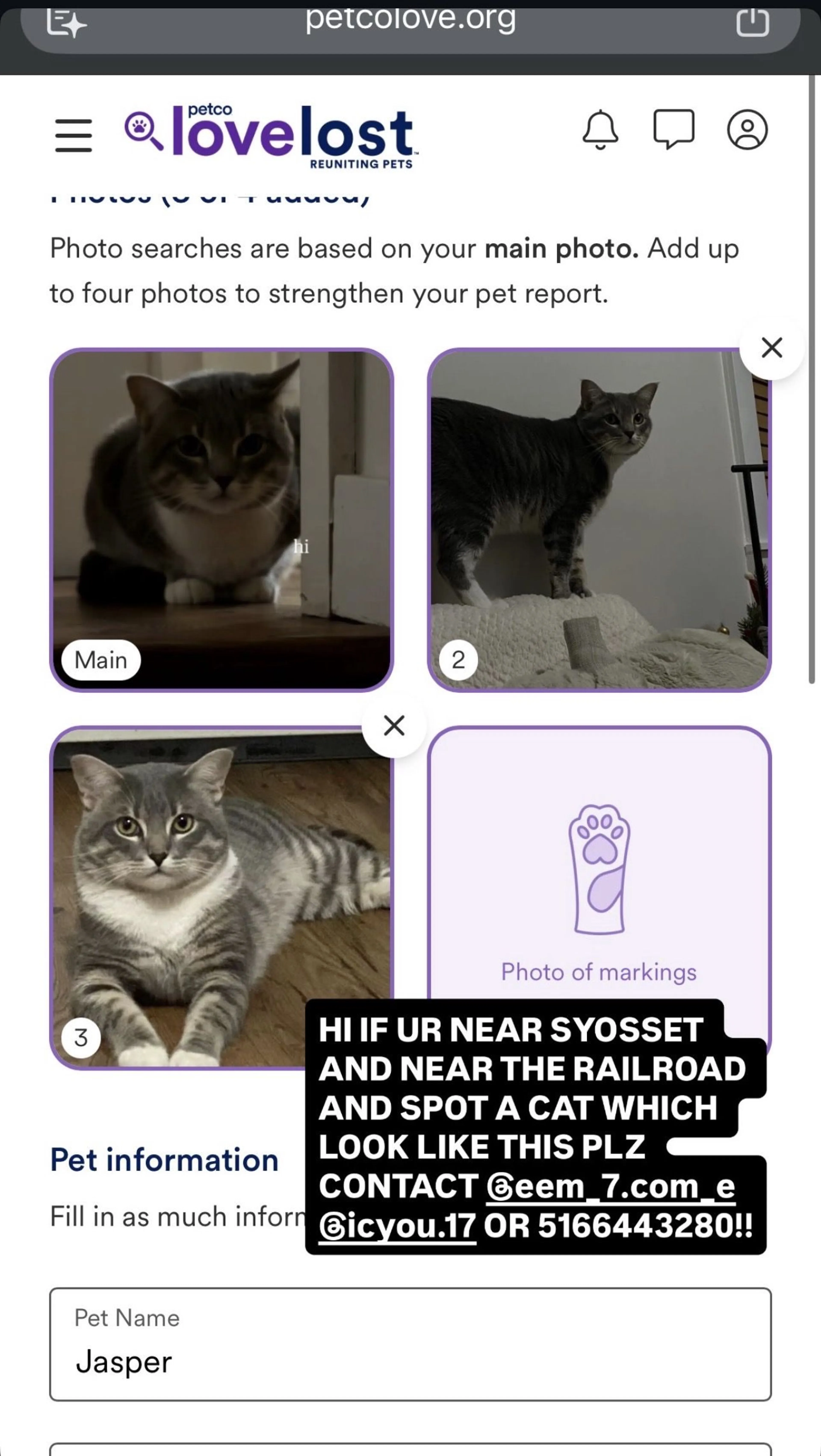 Lost pet