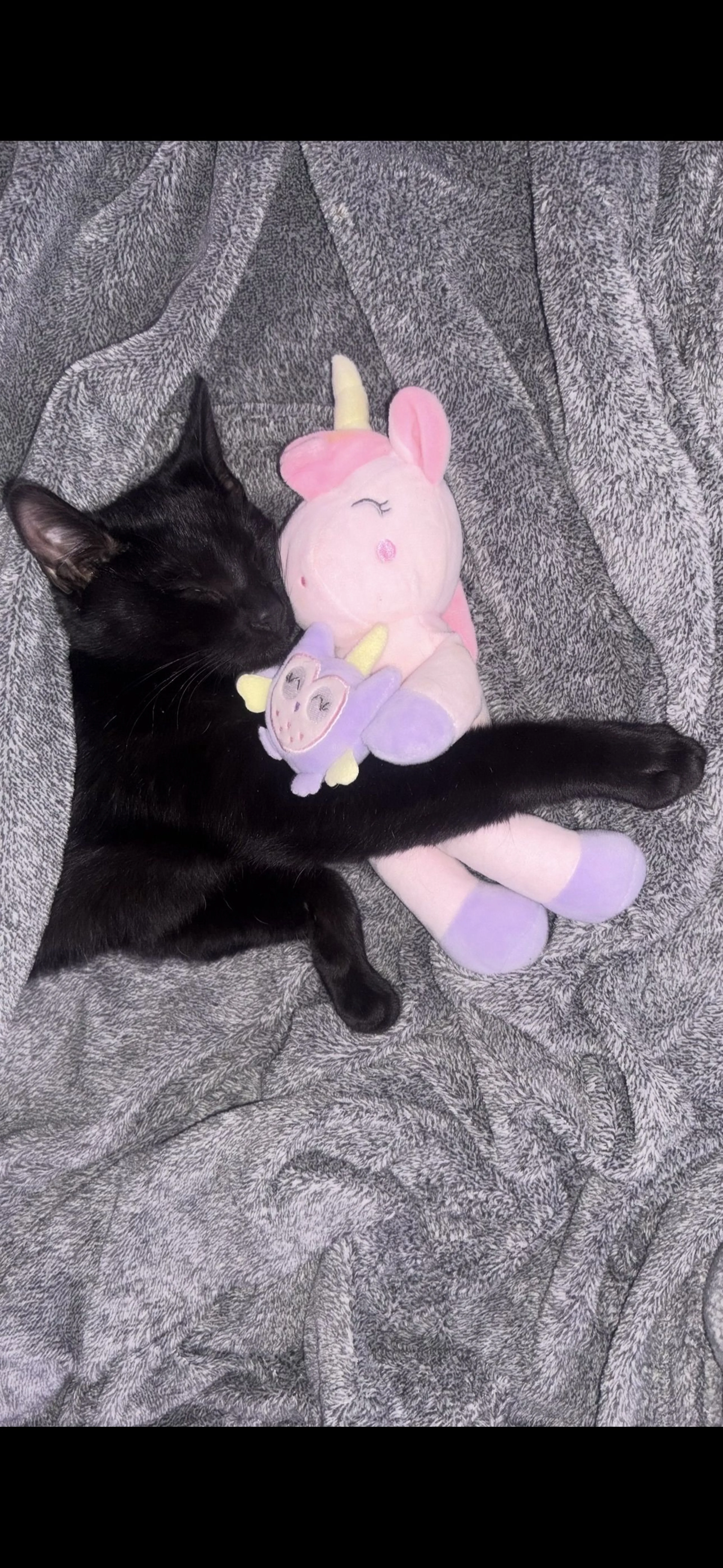 Lost pet-2