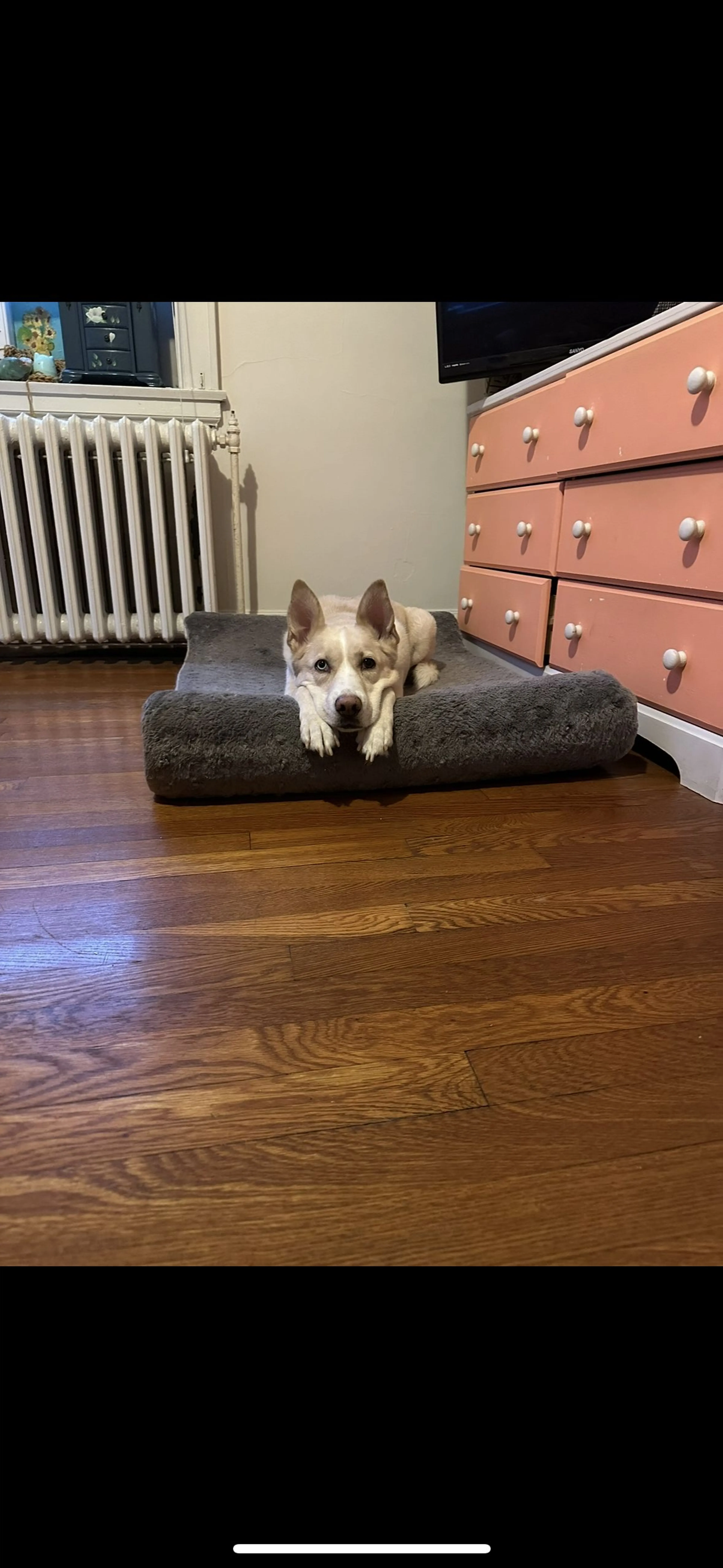 Lost pet-1