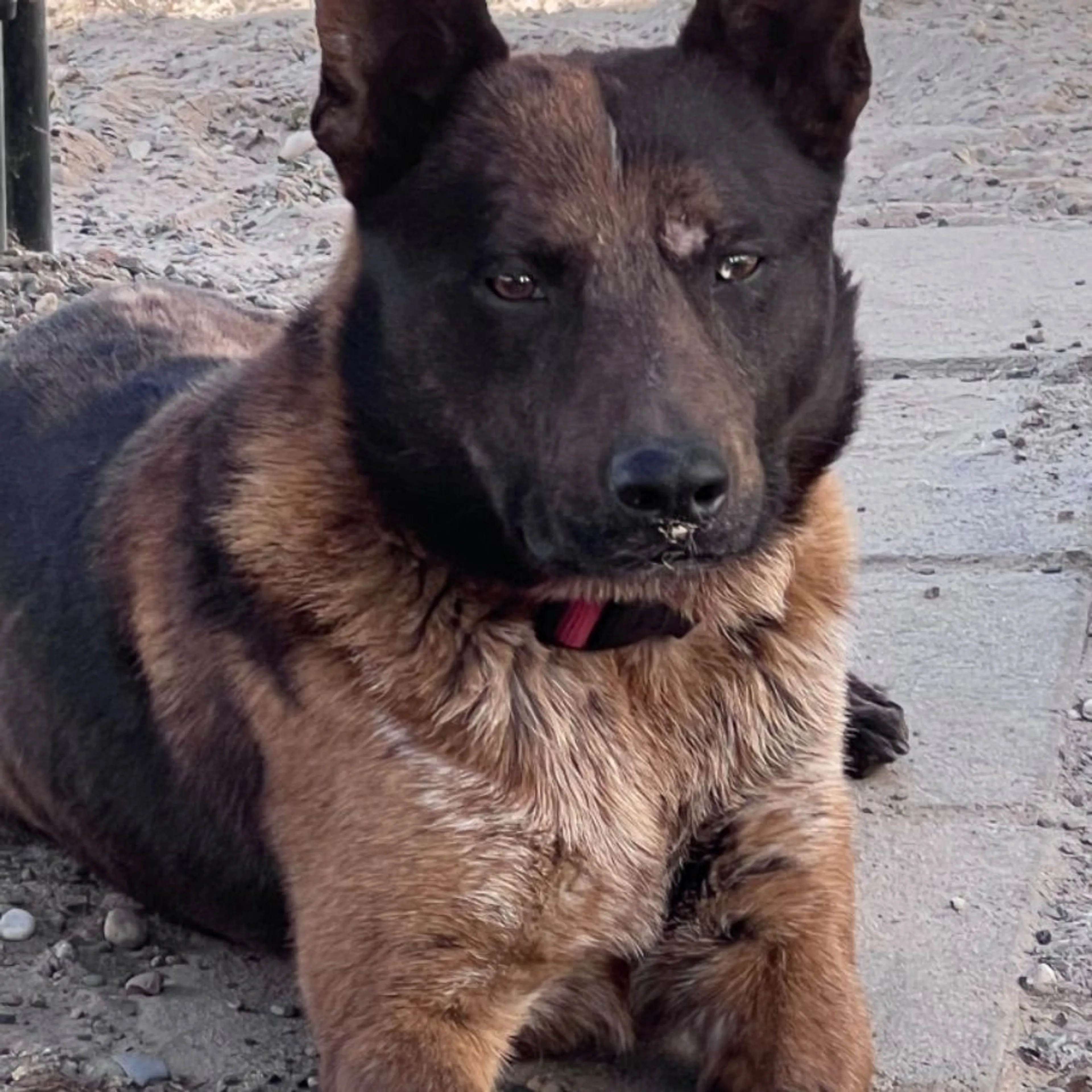 Found pet