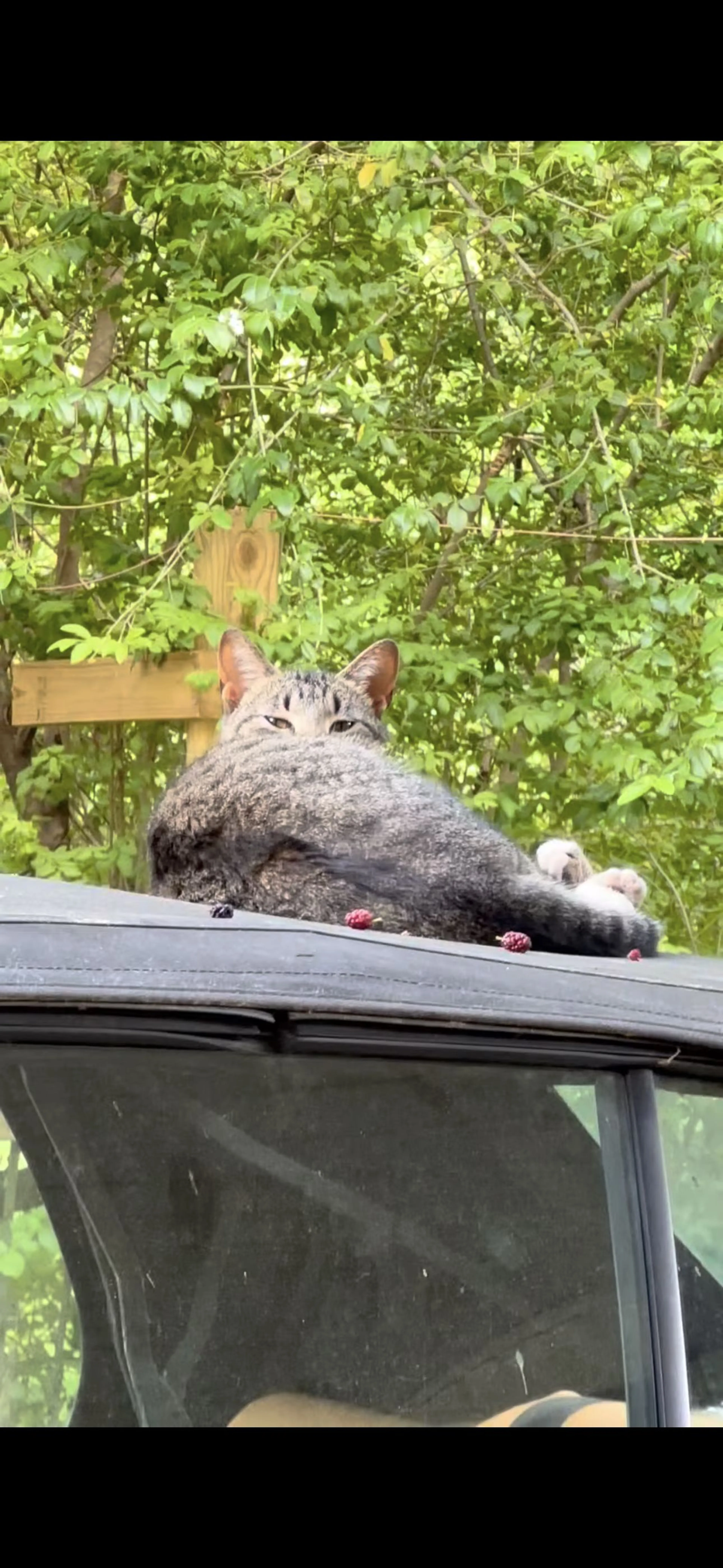 Lost pet