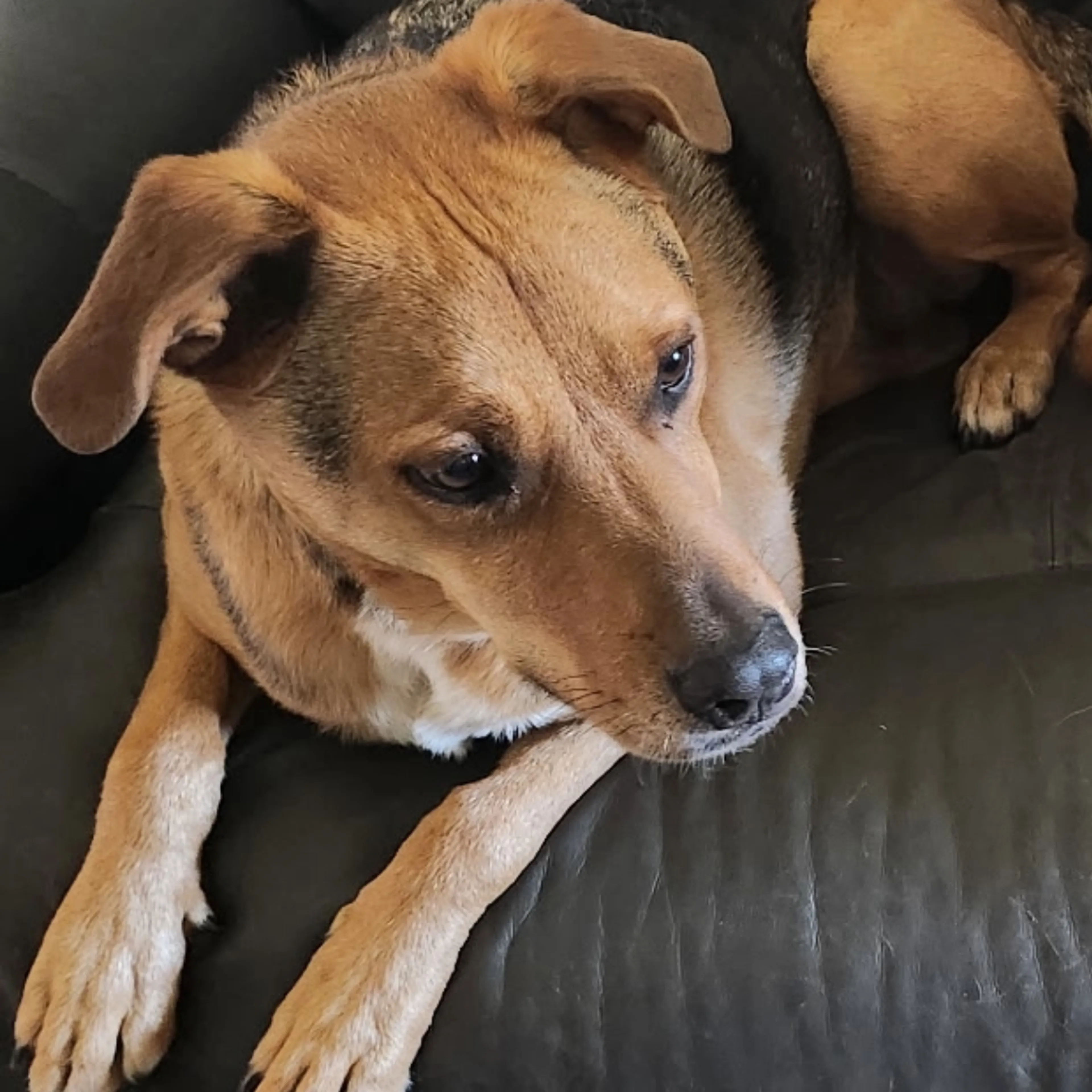 Lost pet-1