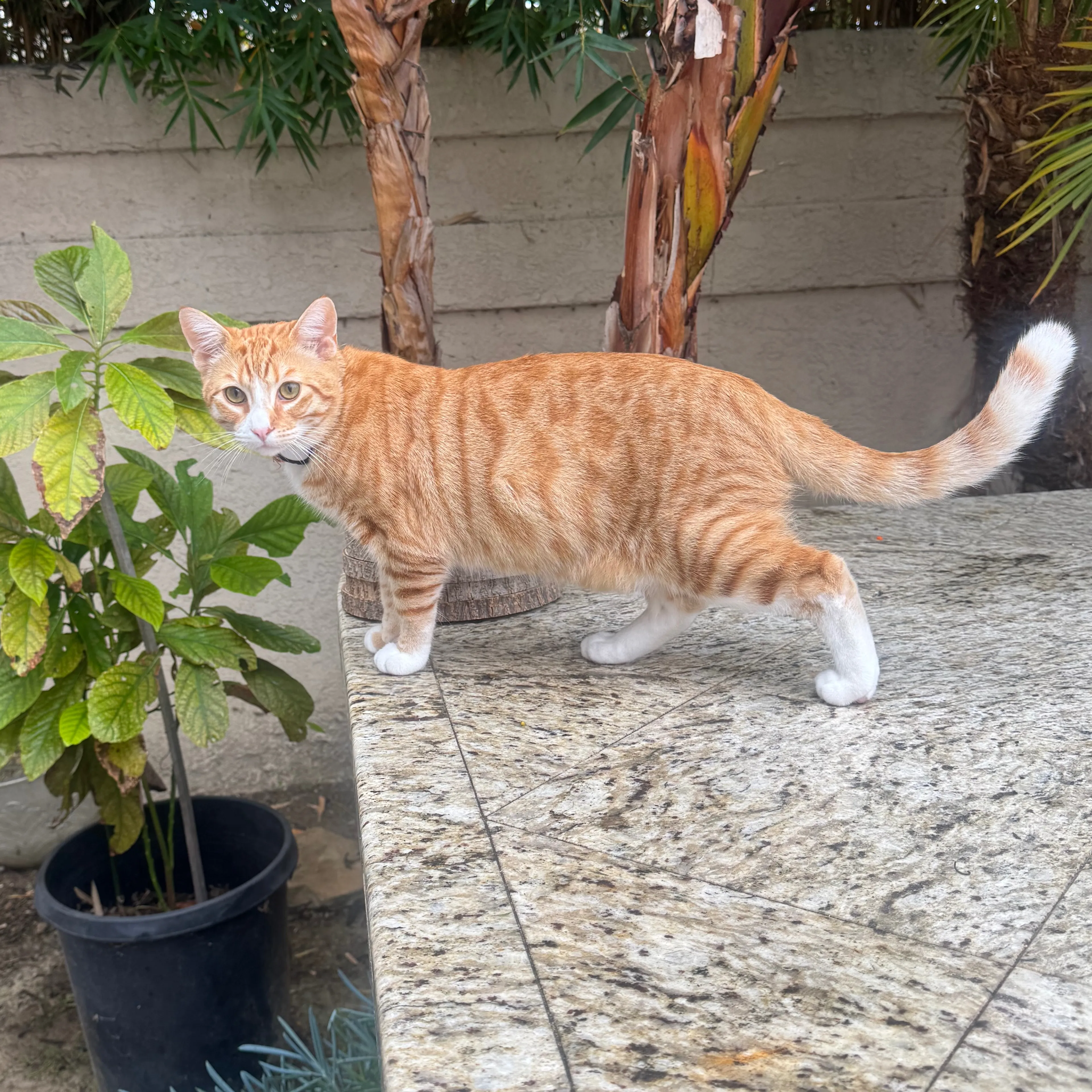 Lost pet-1