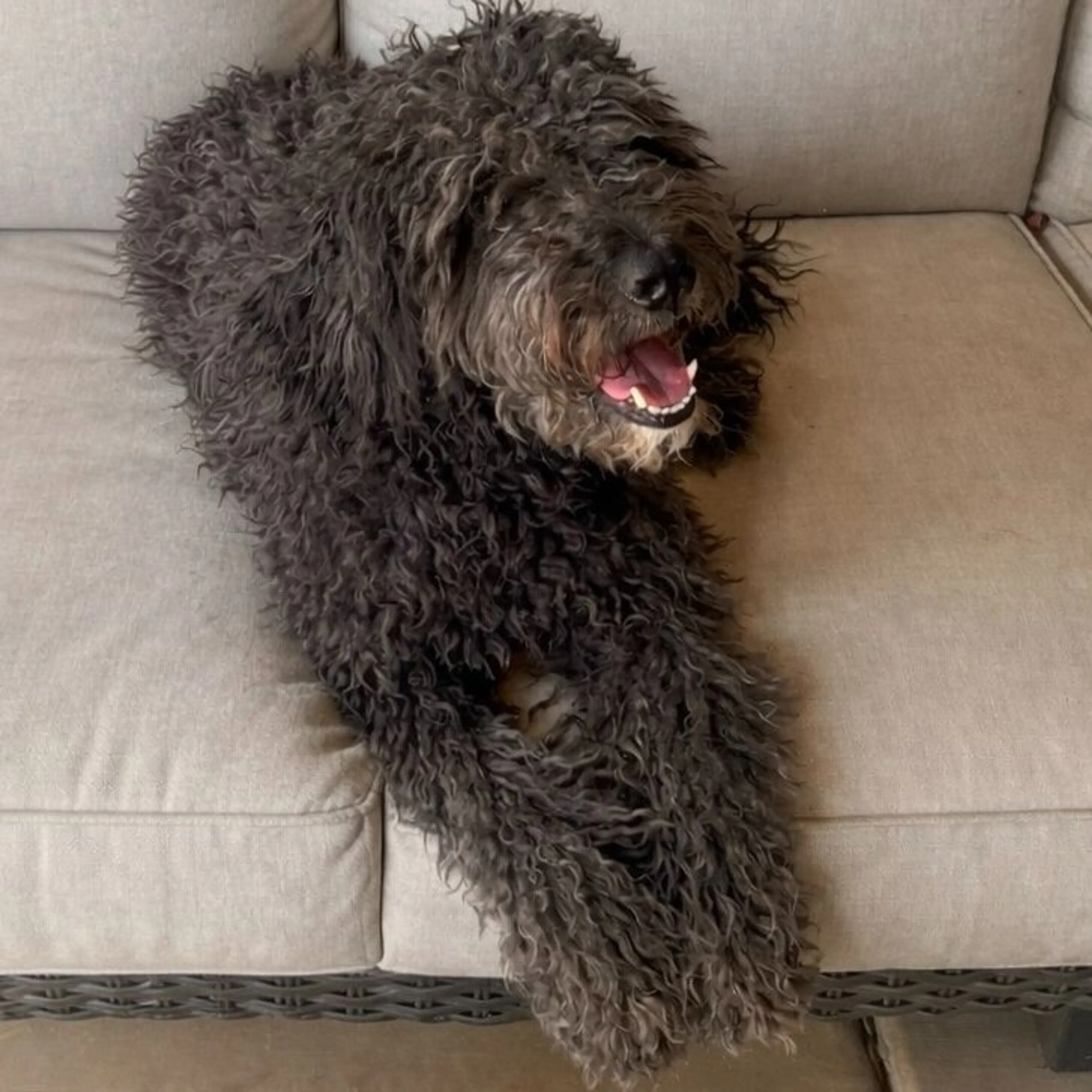 Found pet