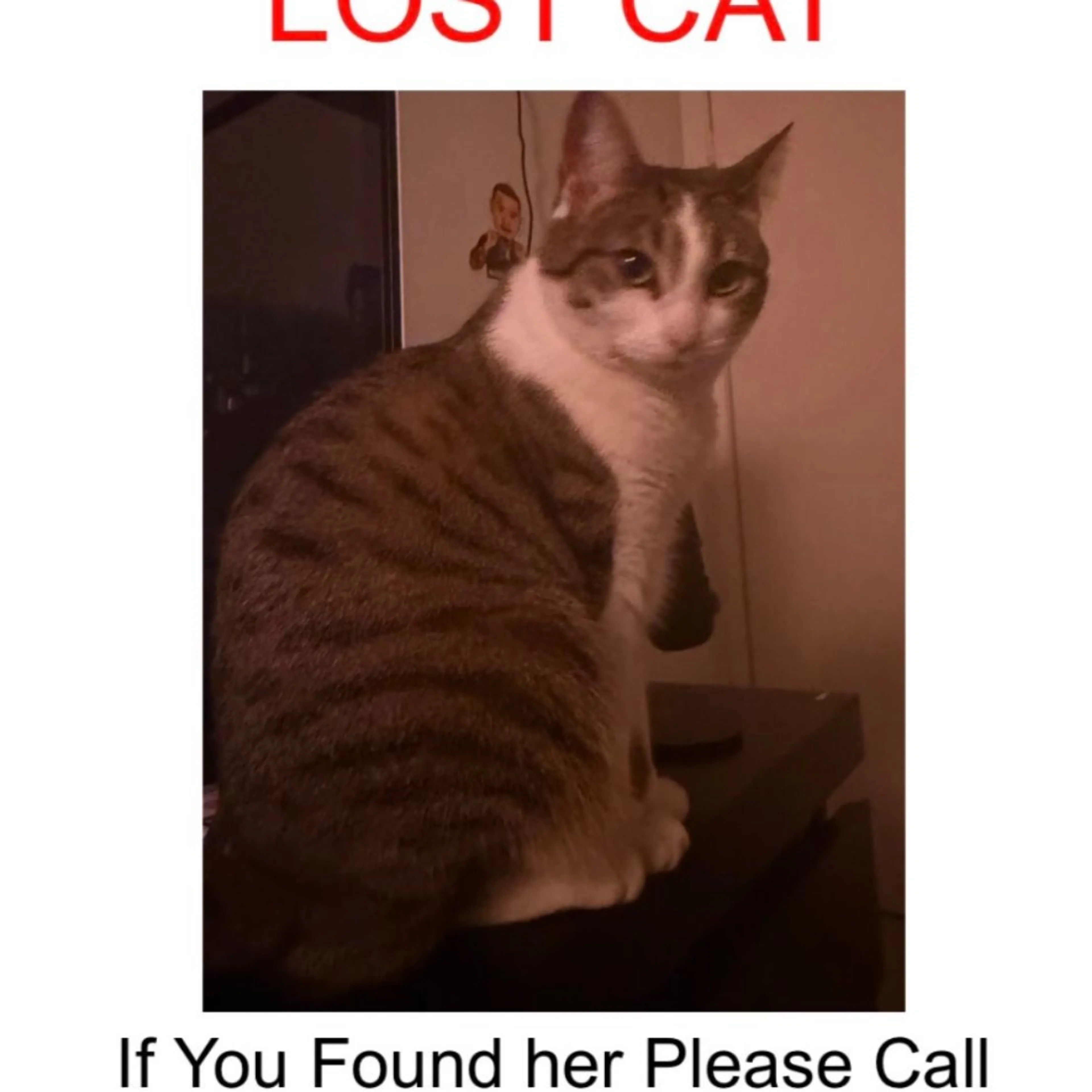 Lost pet-0