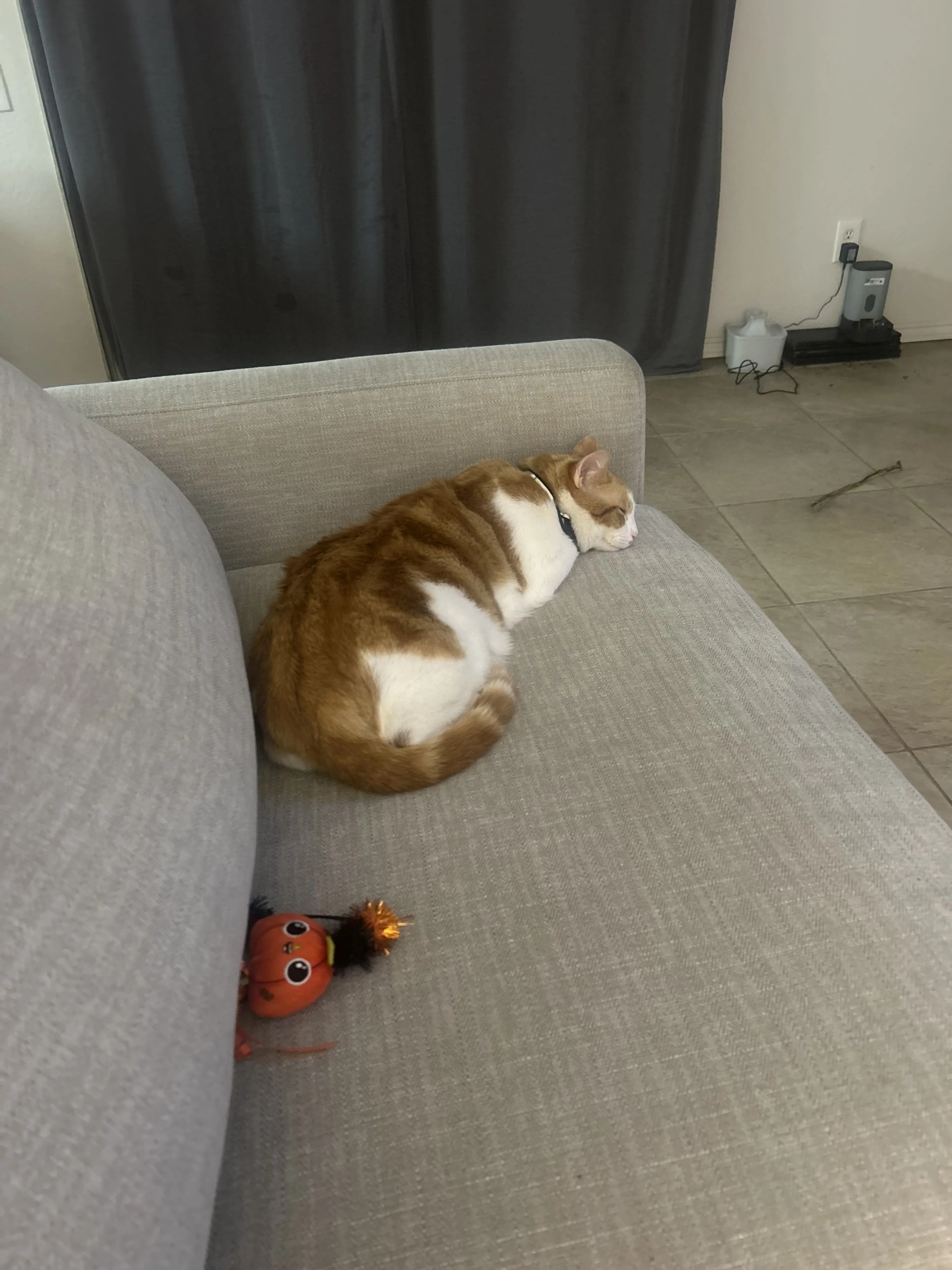 Lost pet-0