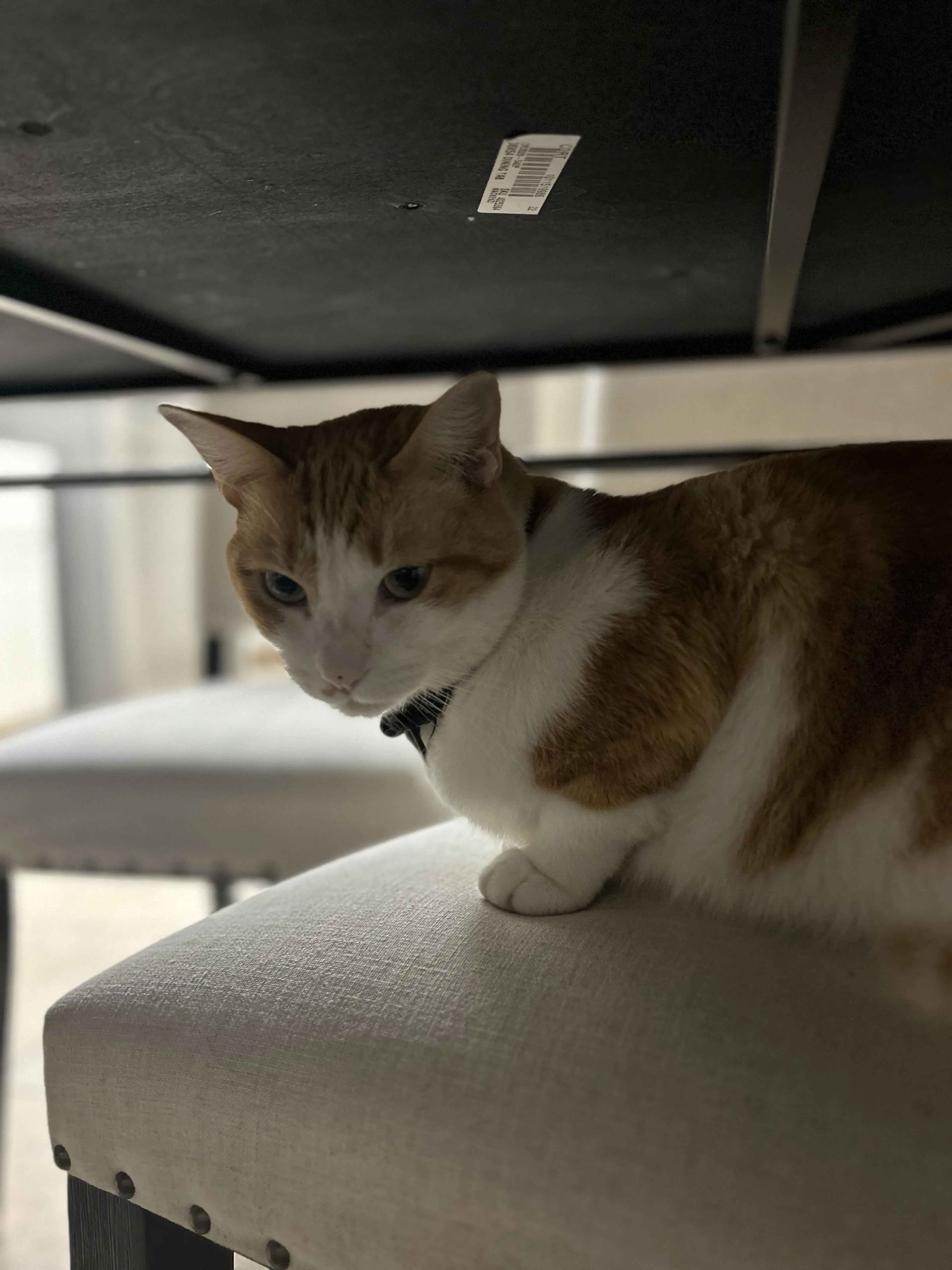 Lost pet-2