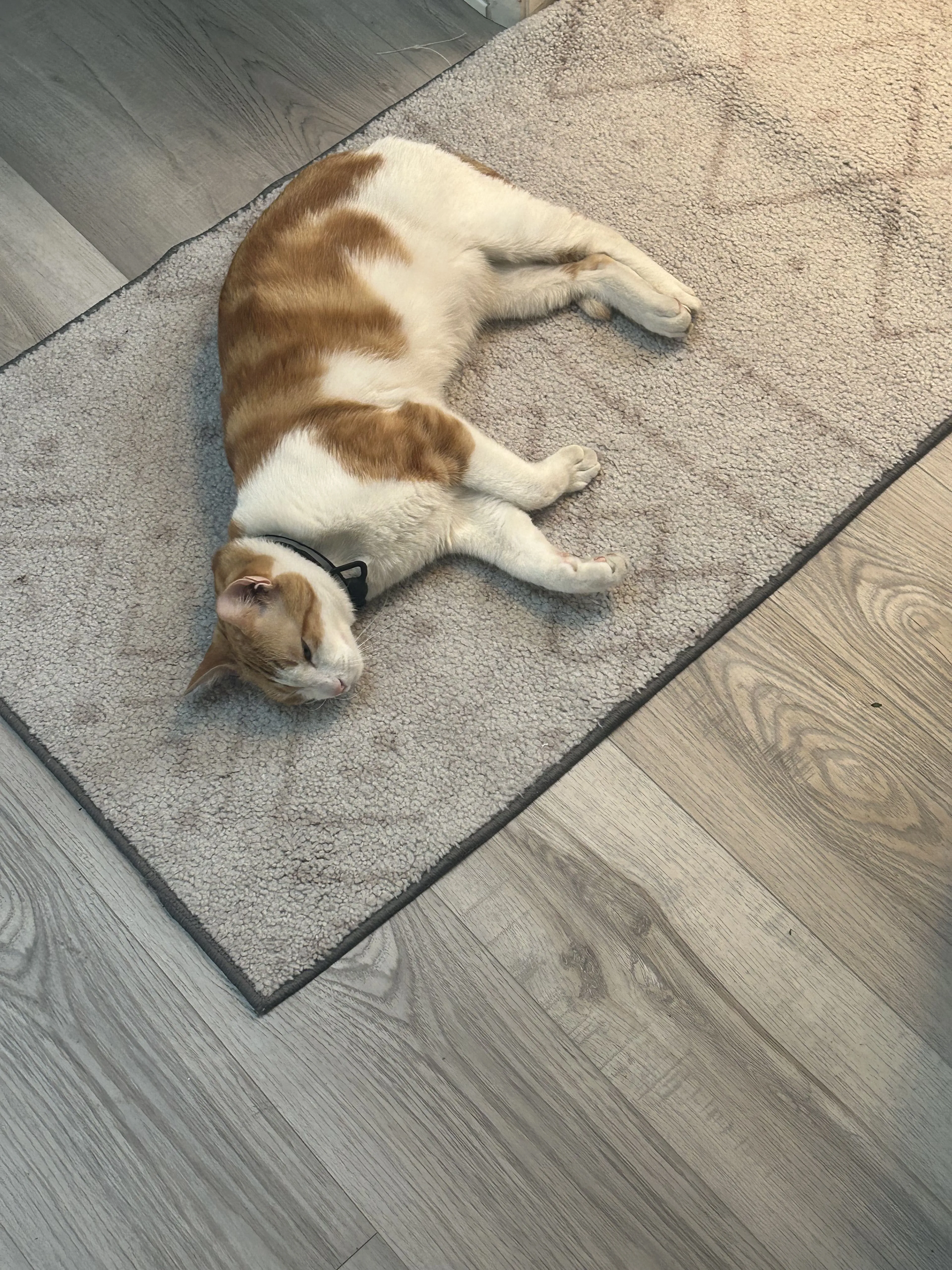 Lost pet-3