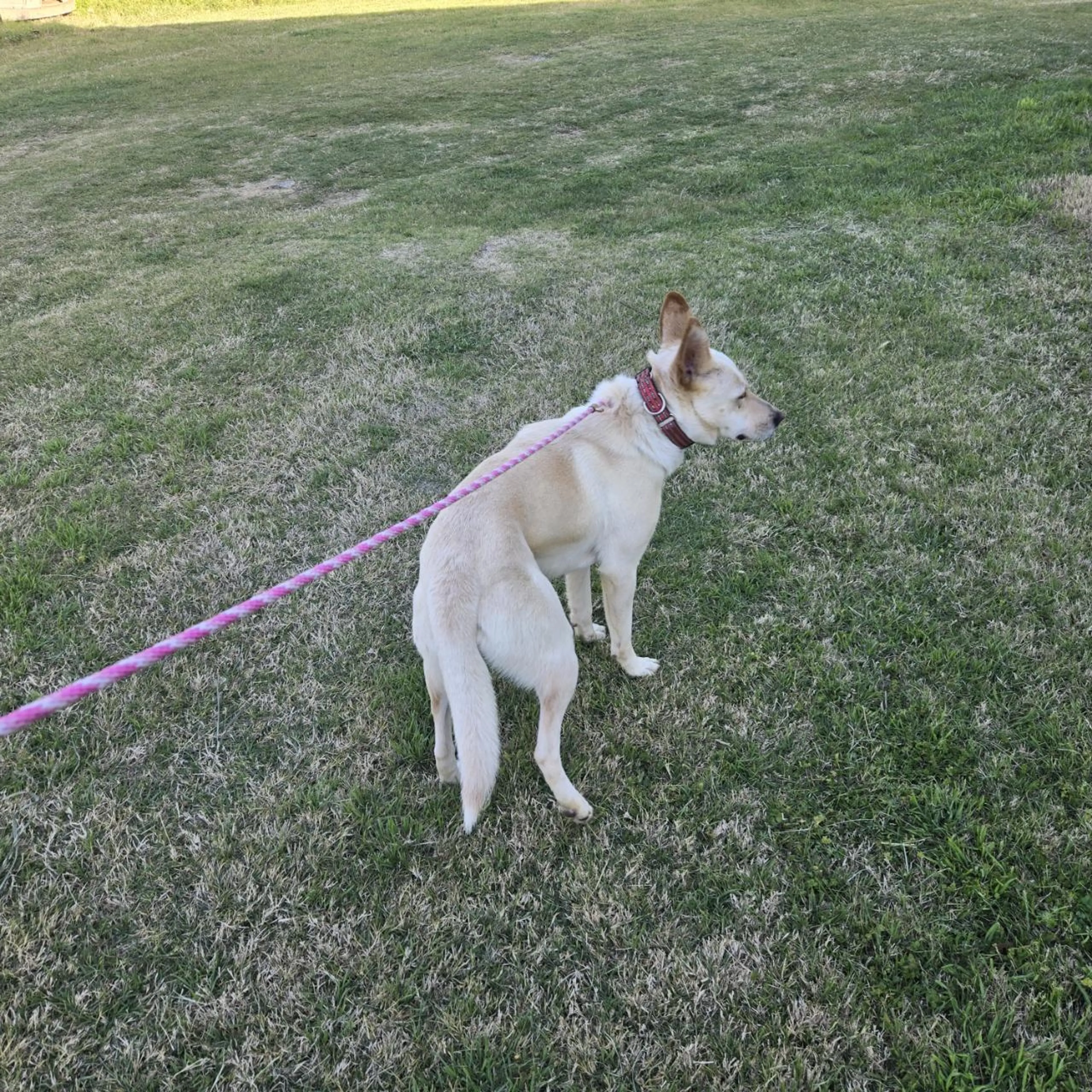 Found pet-3