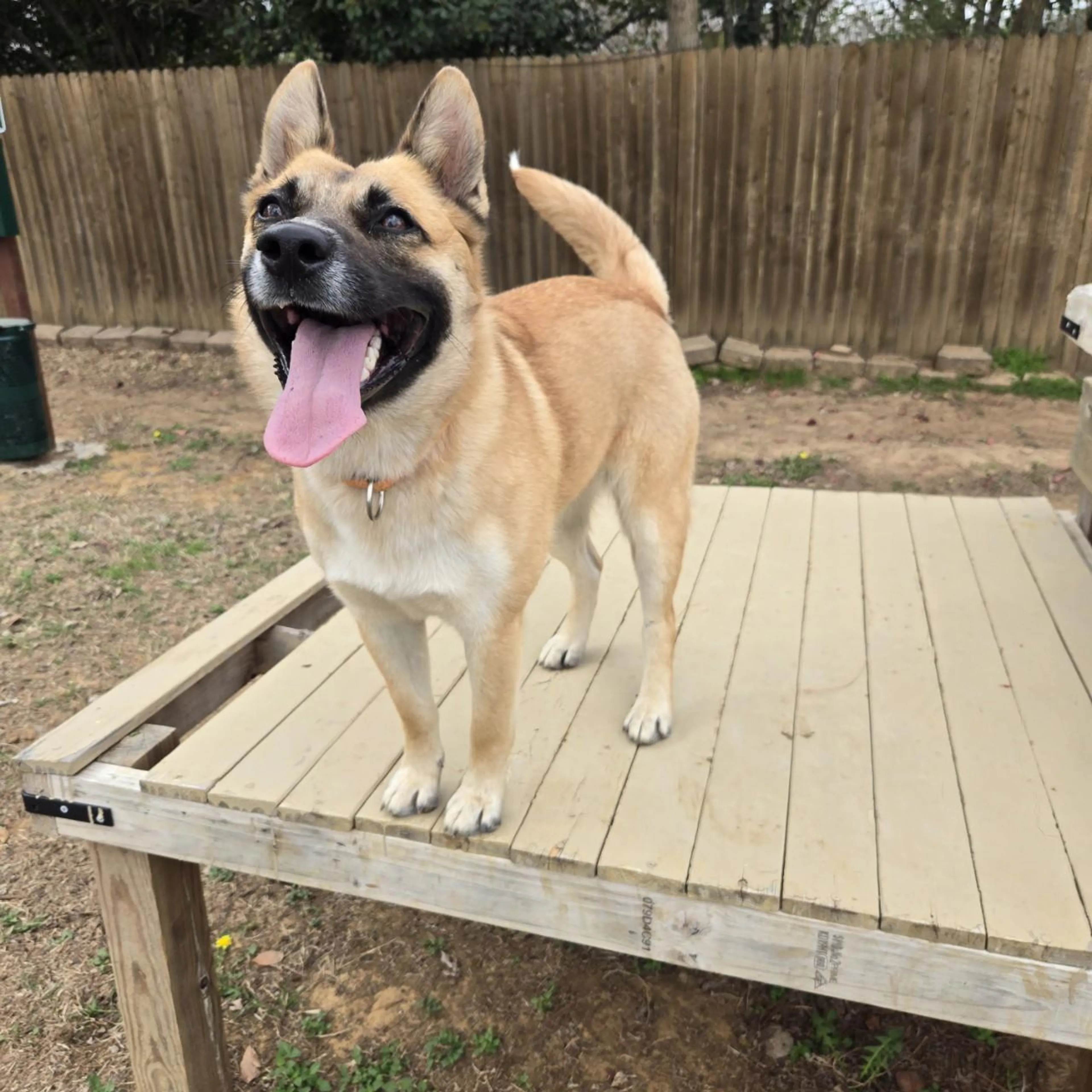 Found pet-0