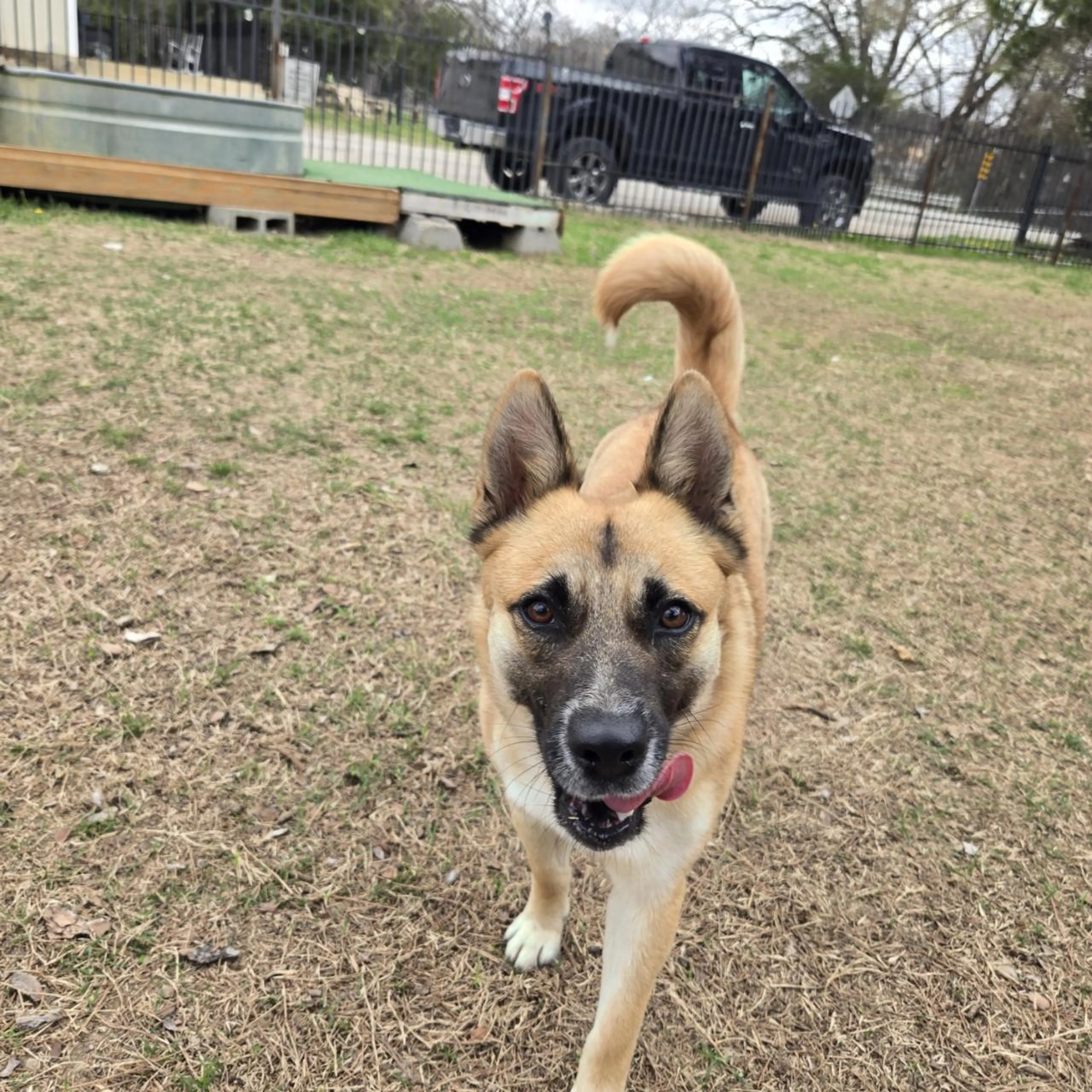 Found pet-1
