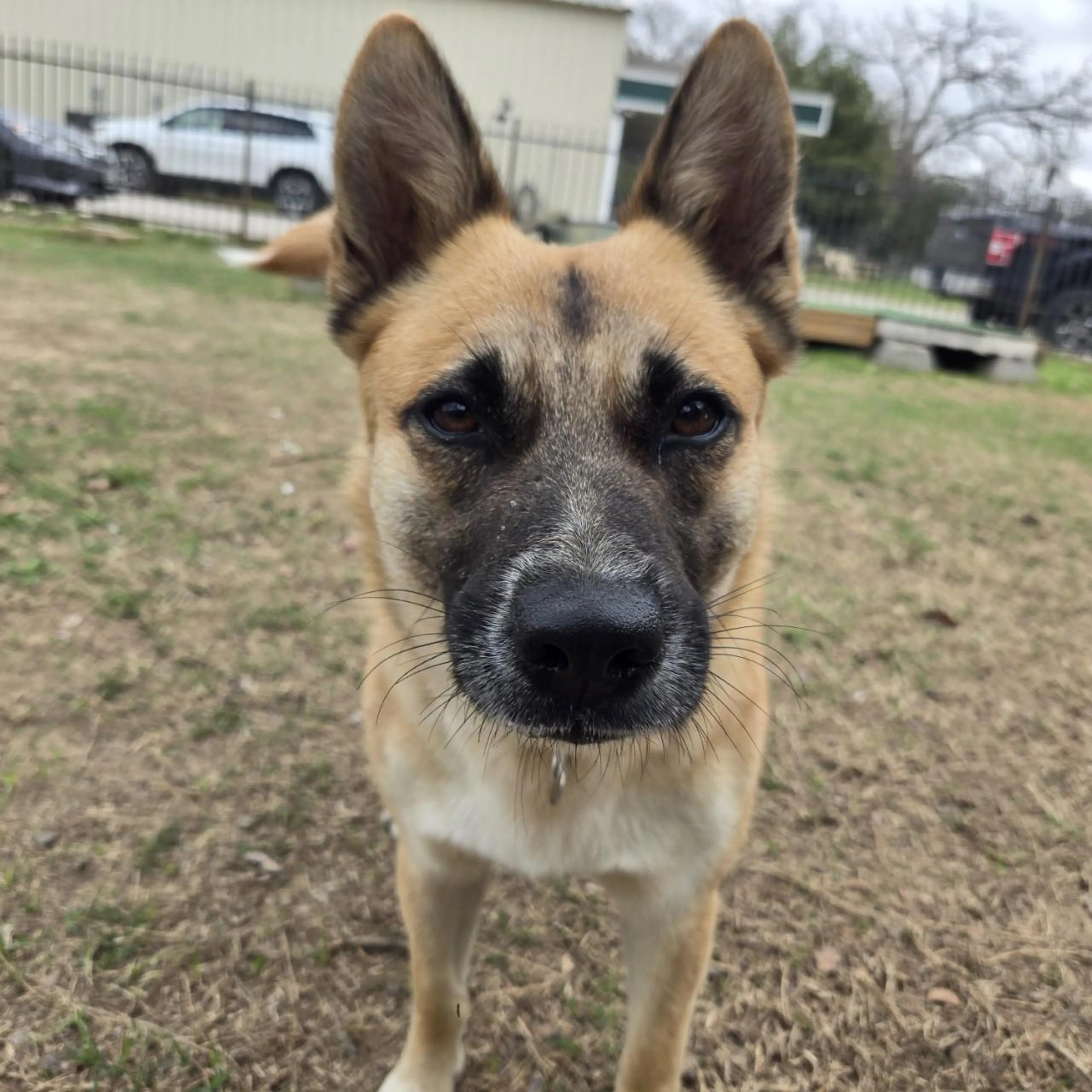 Found pet-2