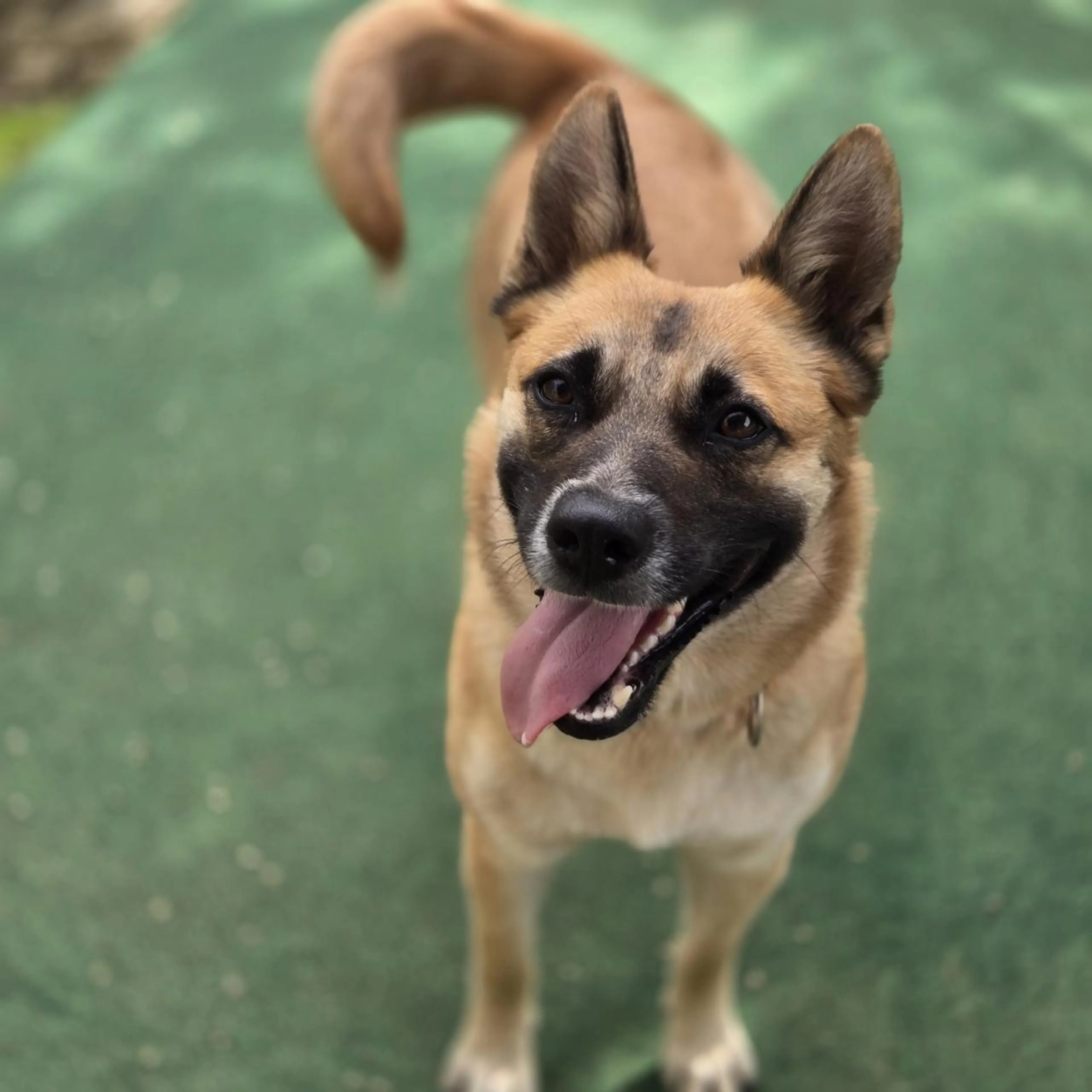 Found pet-4