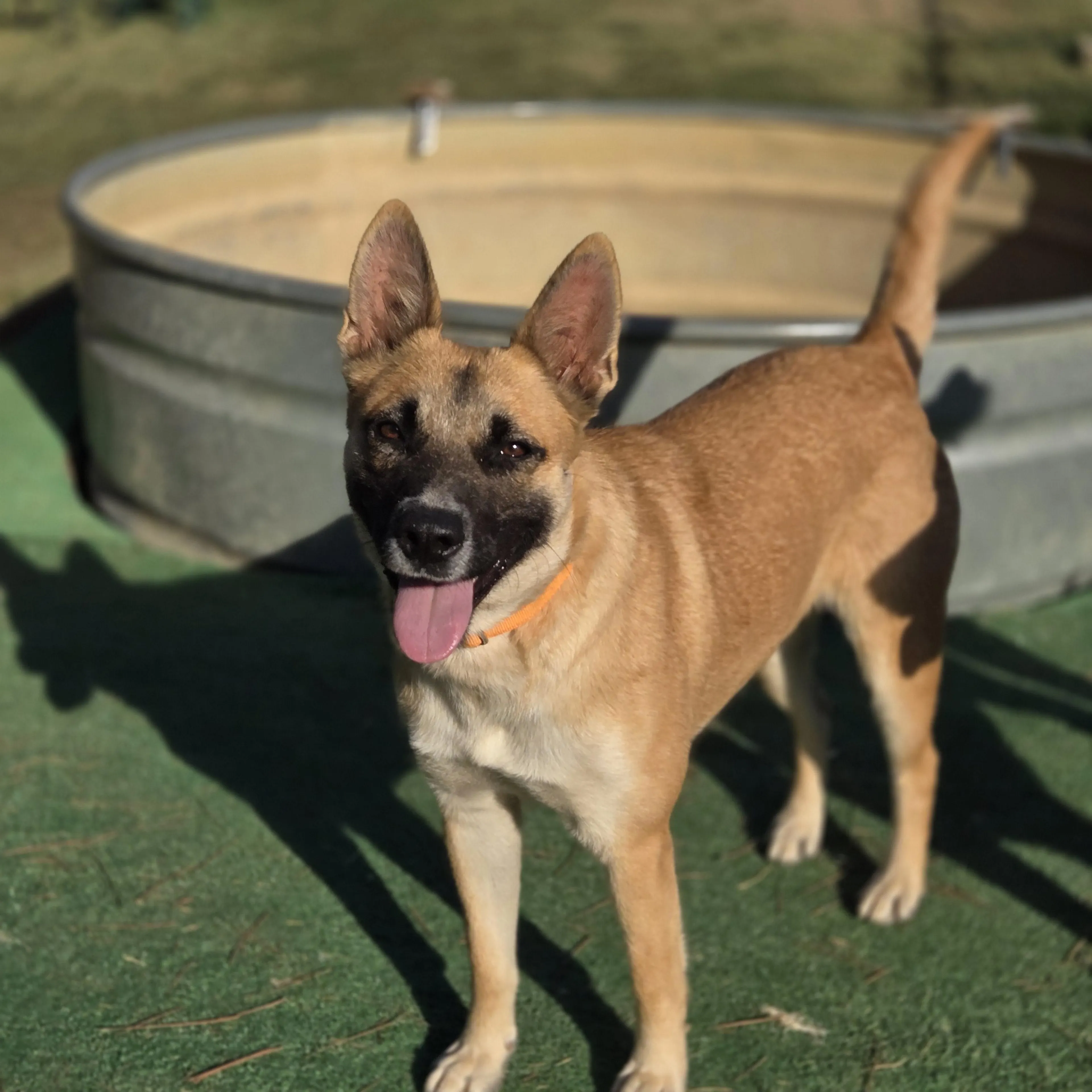 Found pet-3