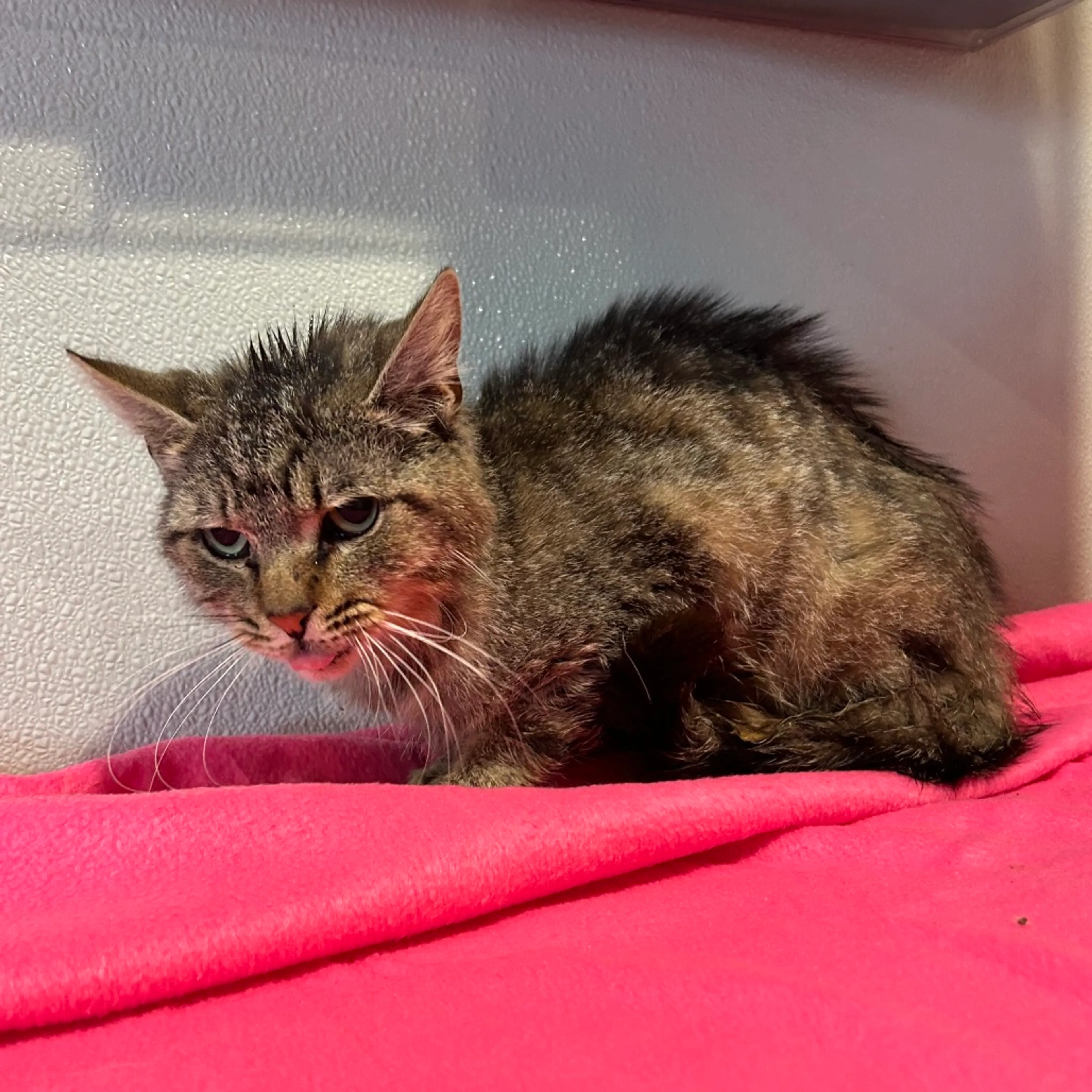 Found pet-3