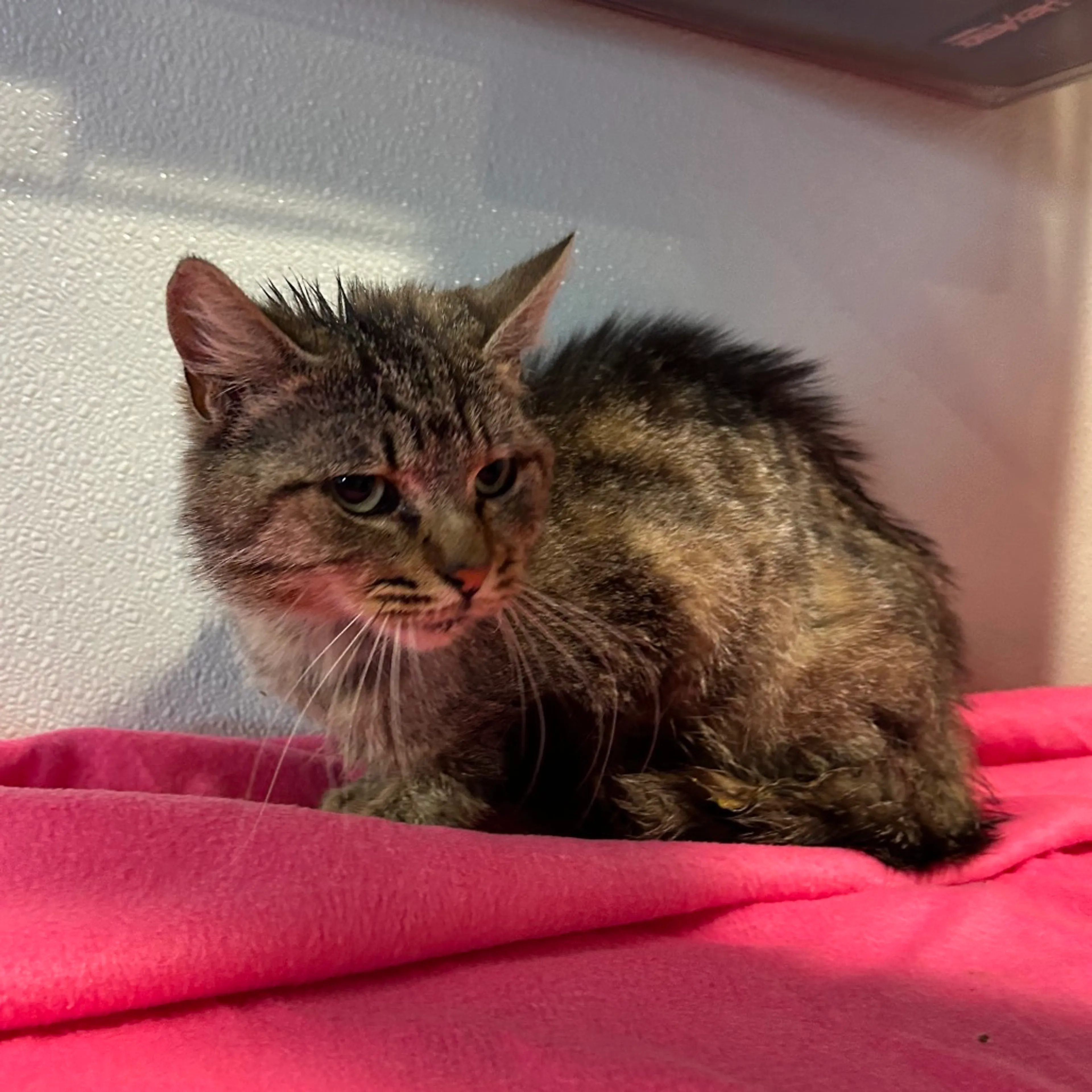 Found pet-2