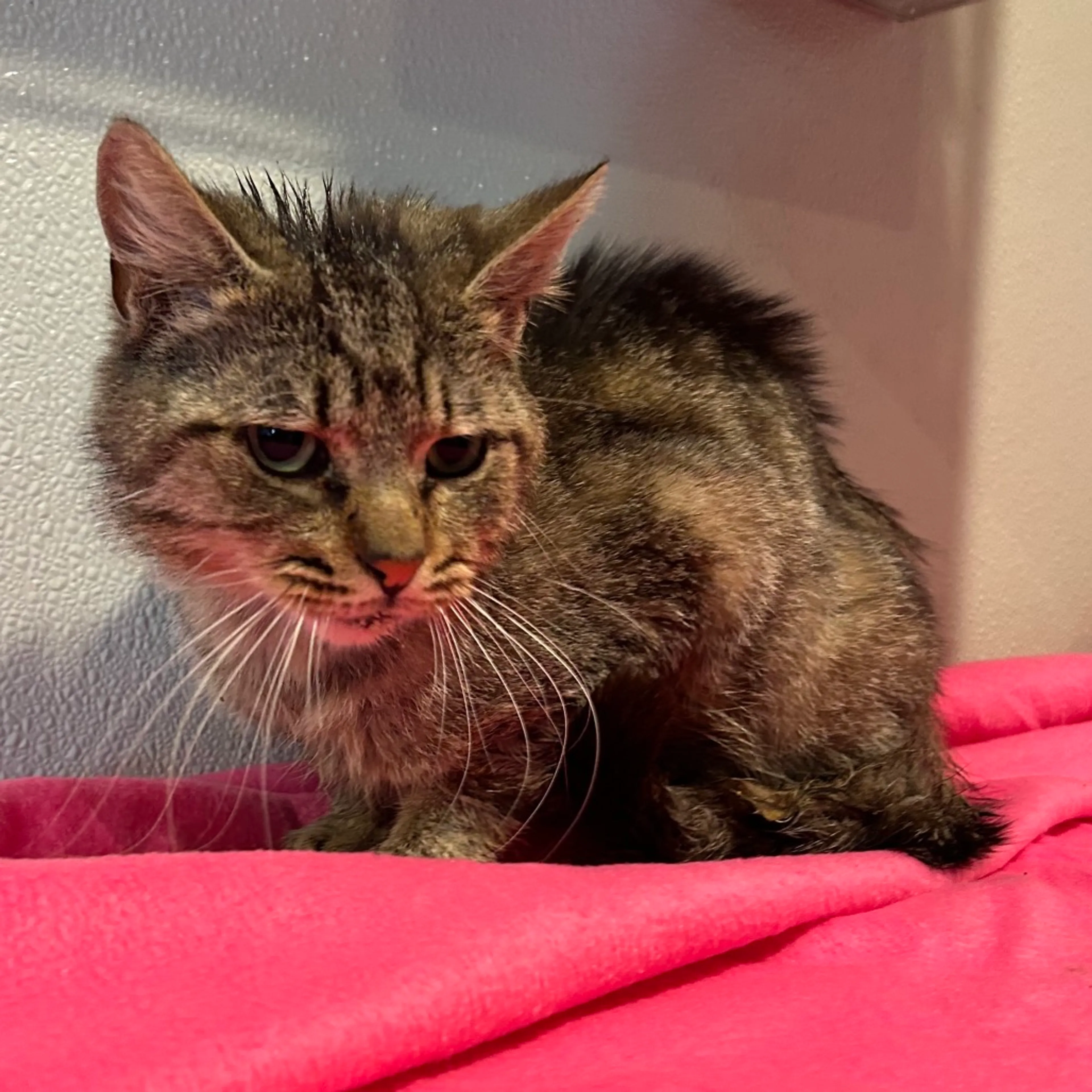 Found pet-1