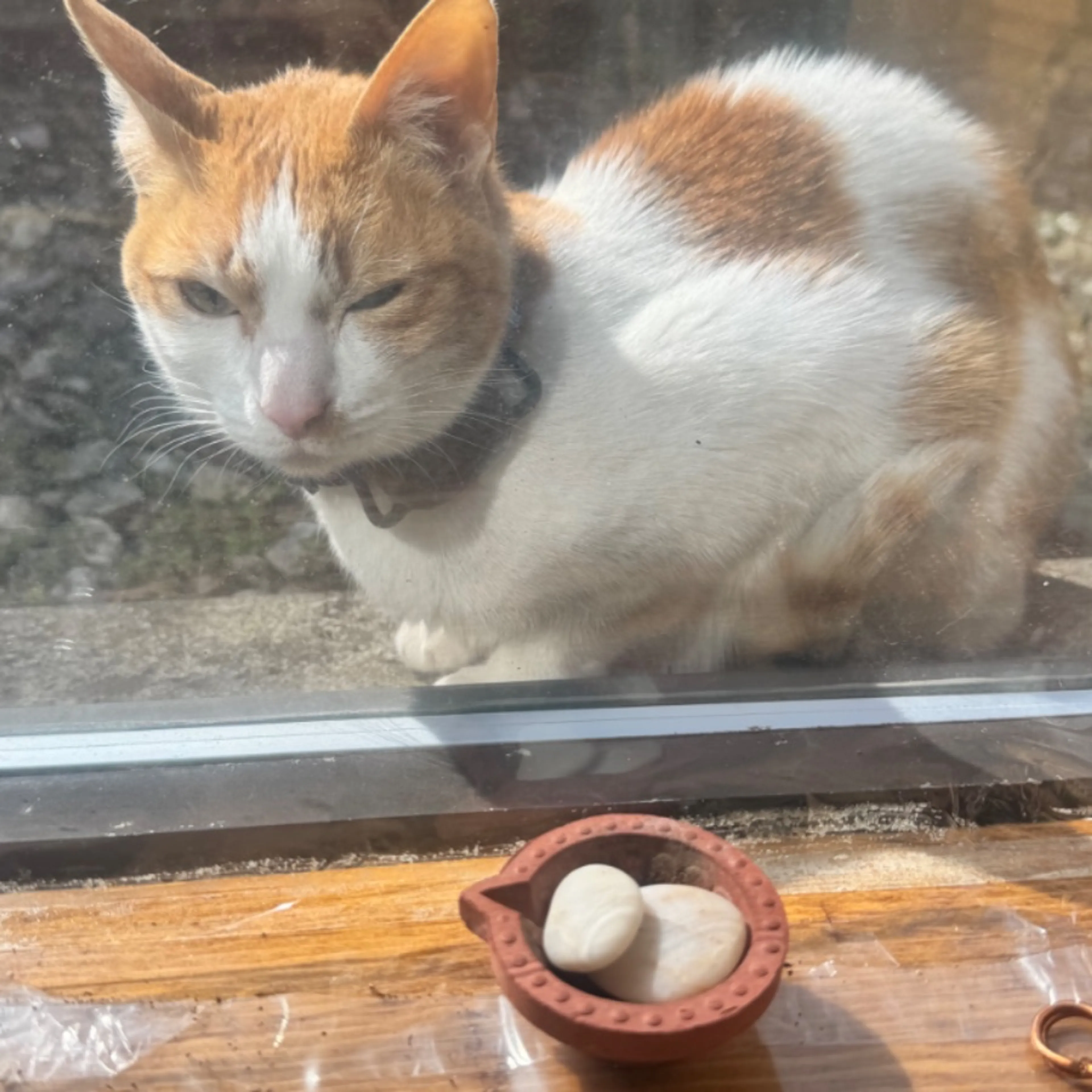 Lost pet