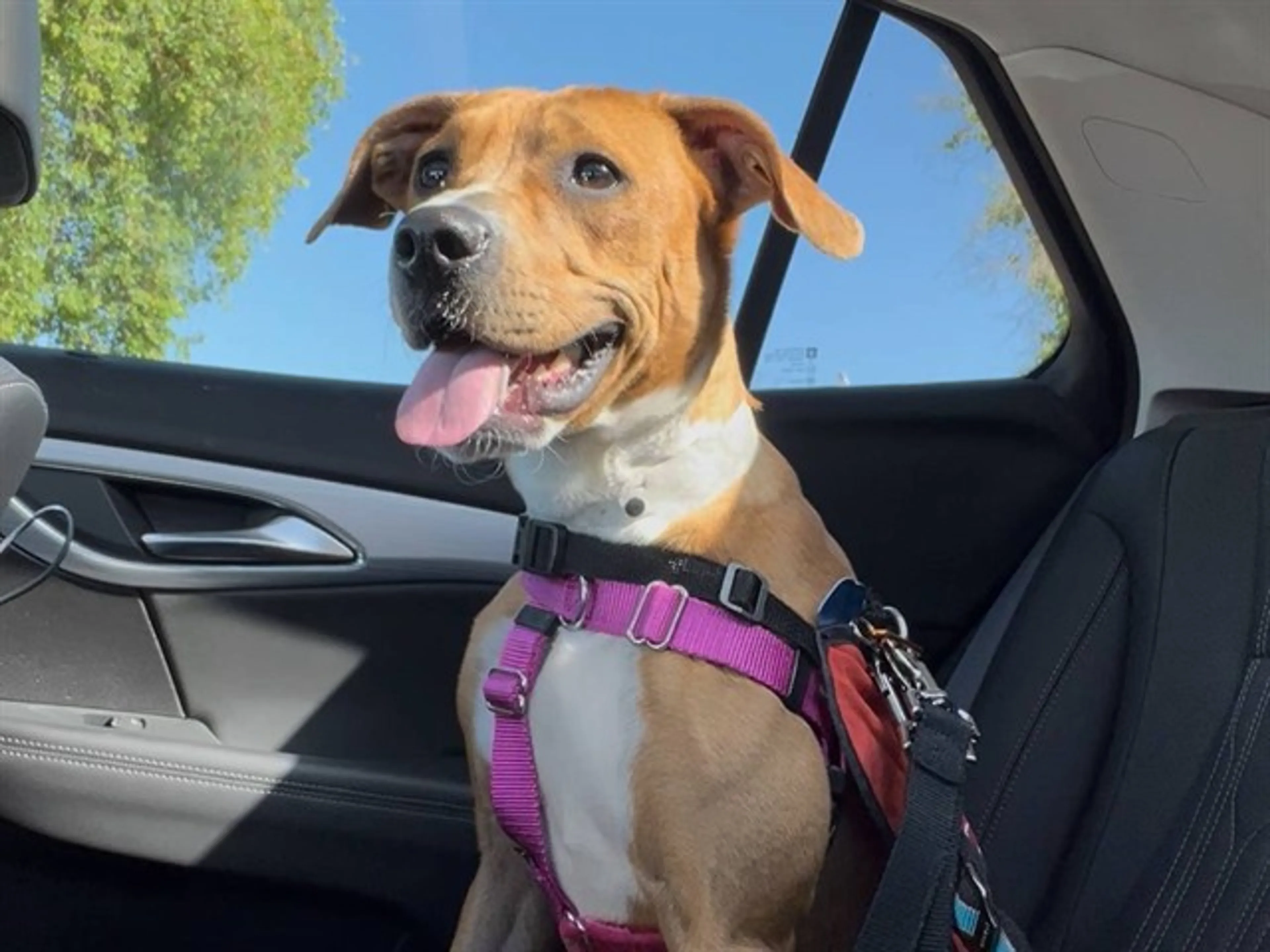 Found pet