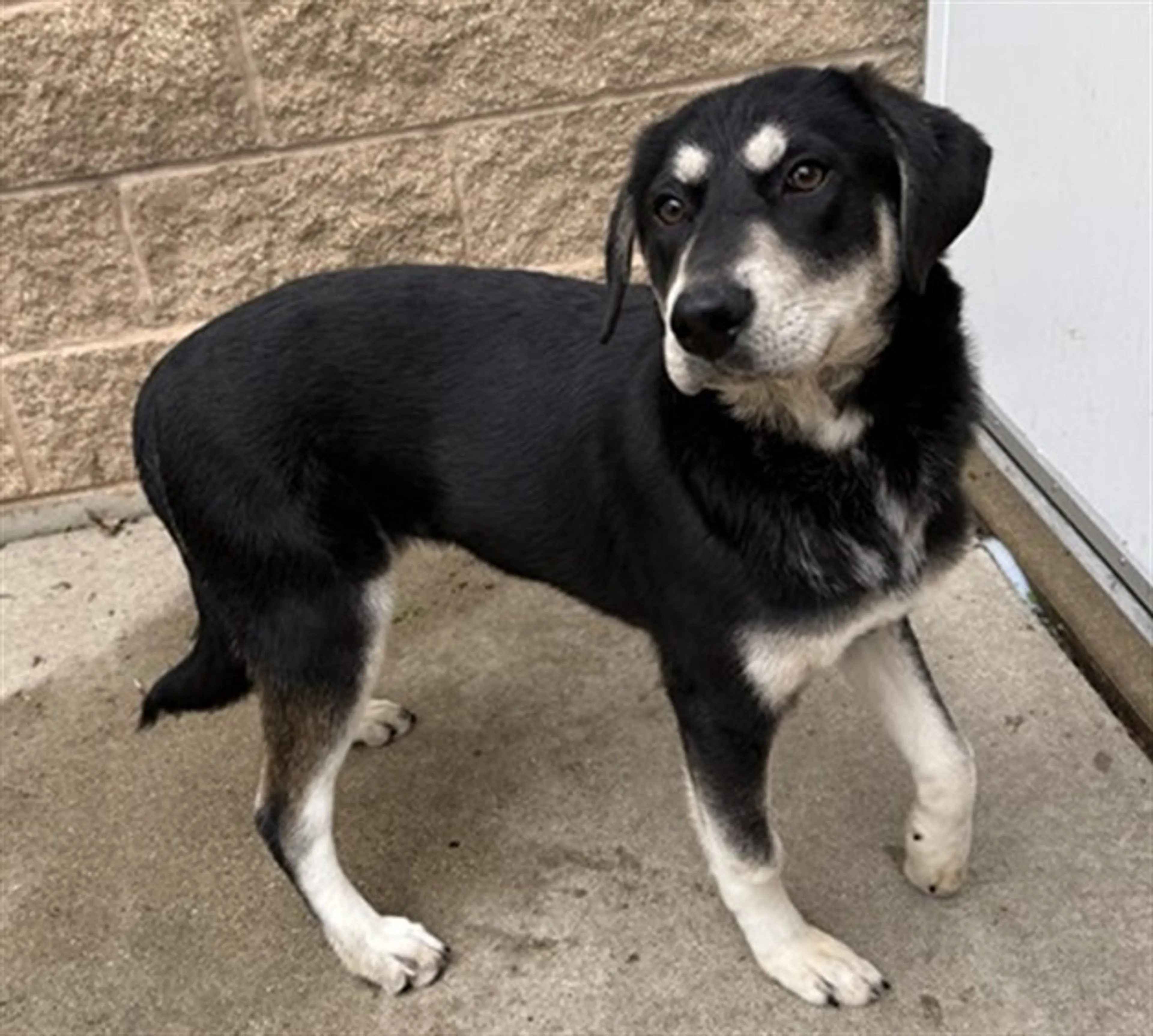 Found pet