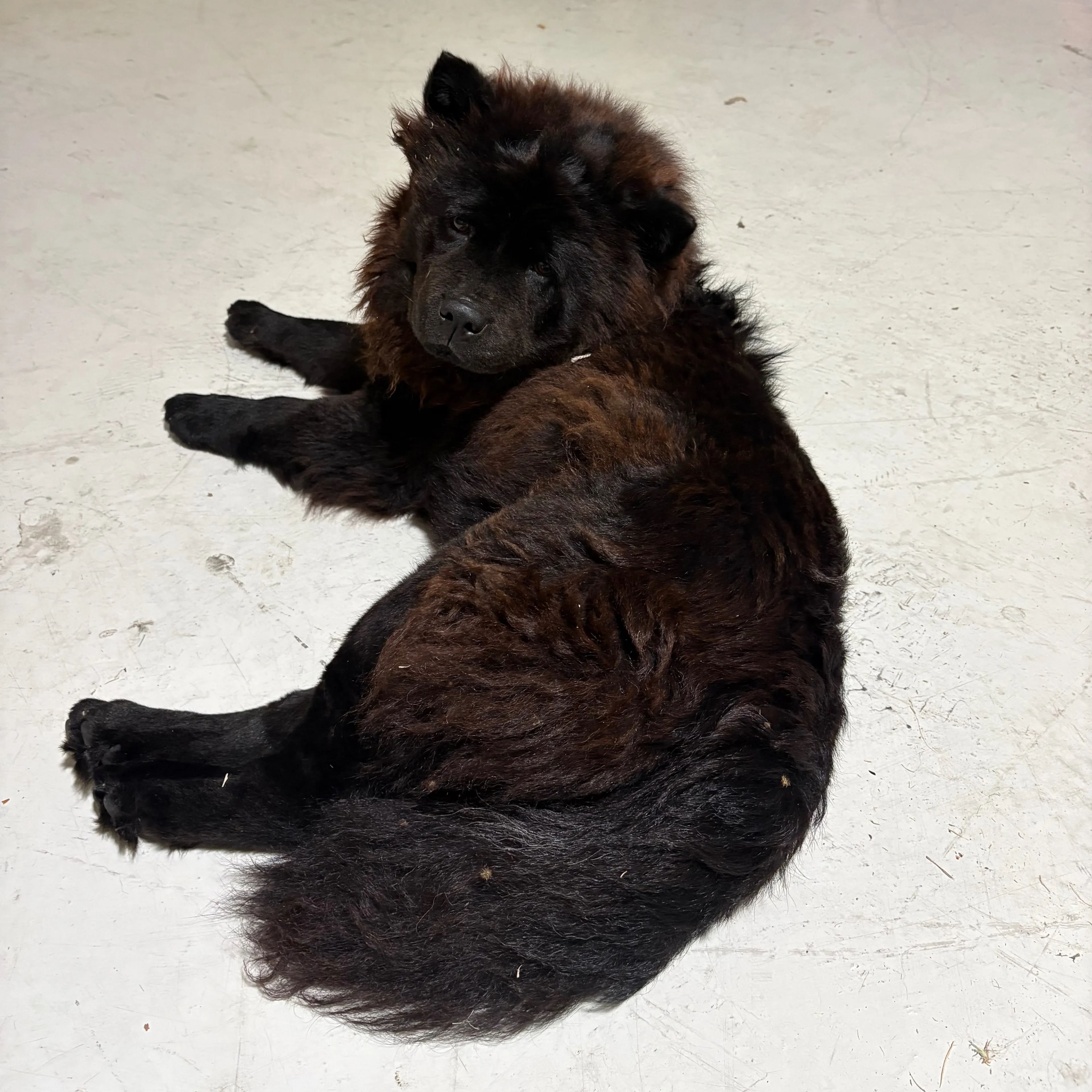 Found pet-1