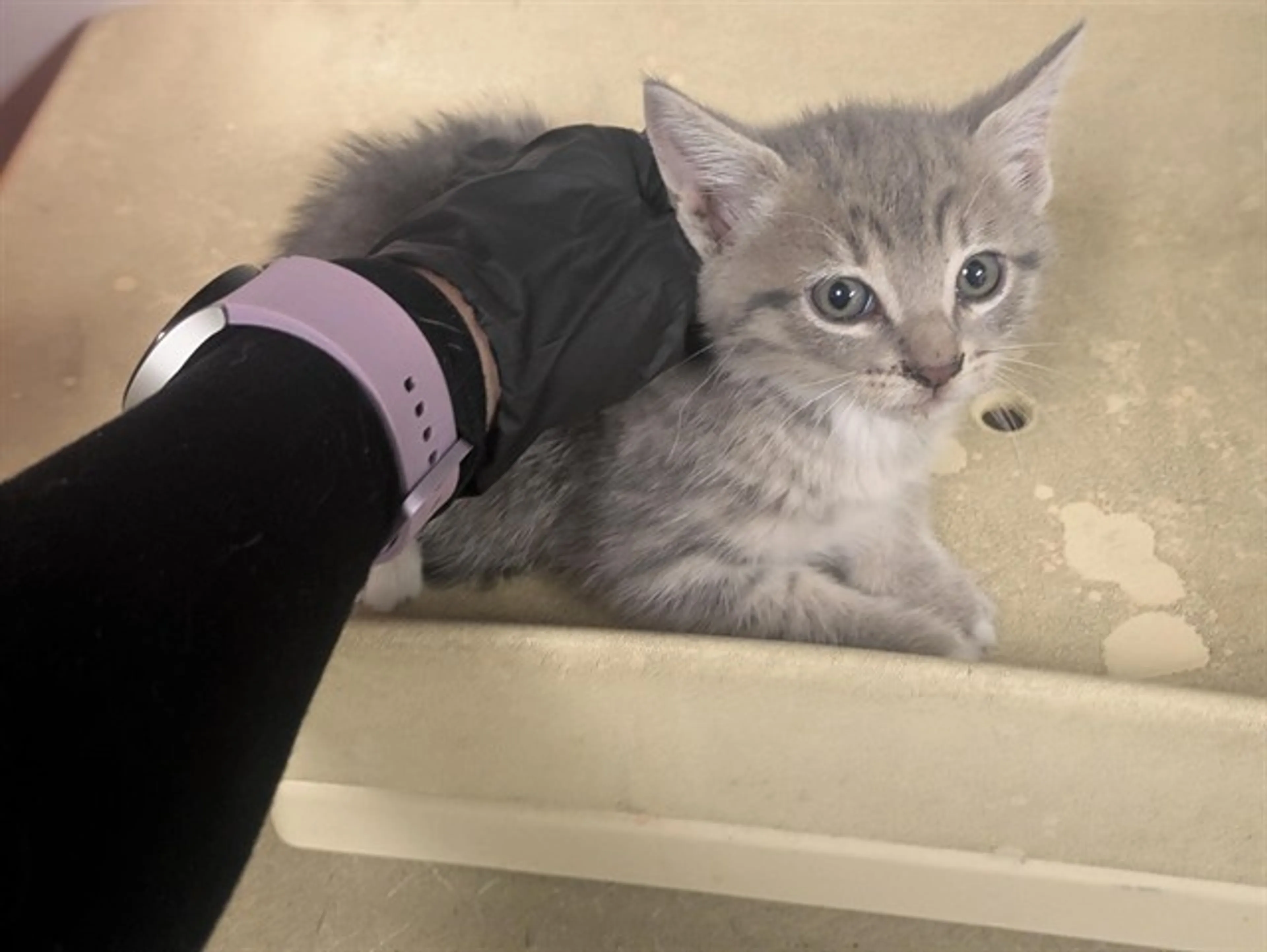 Found pet