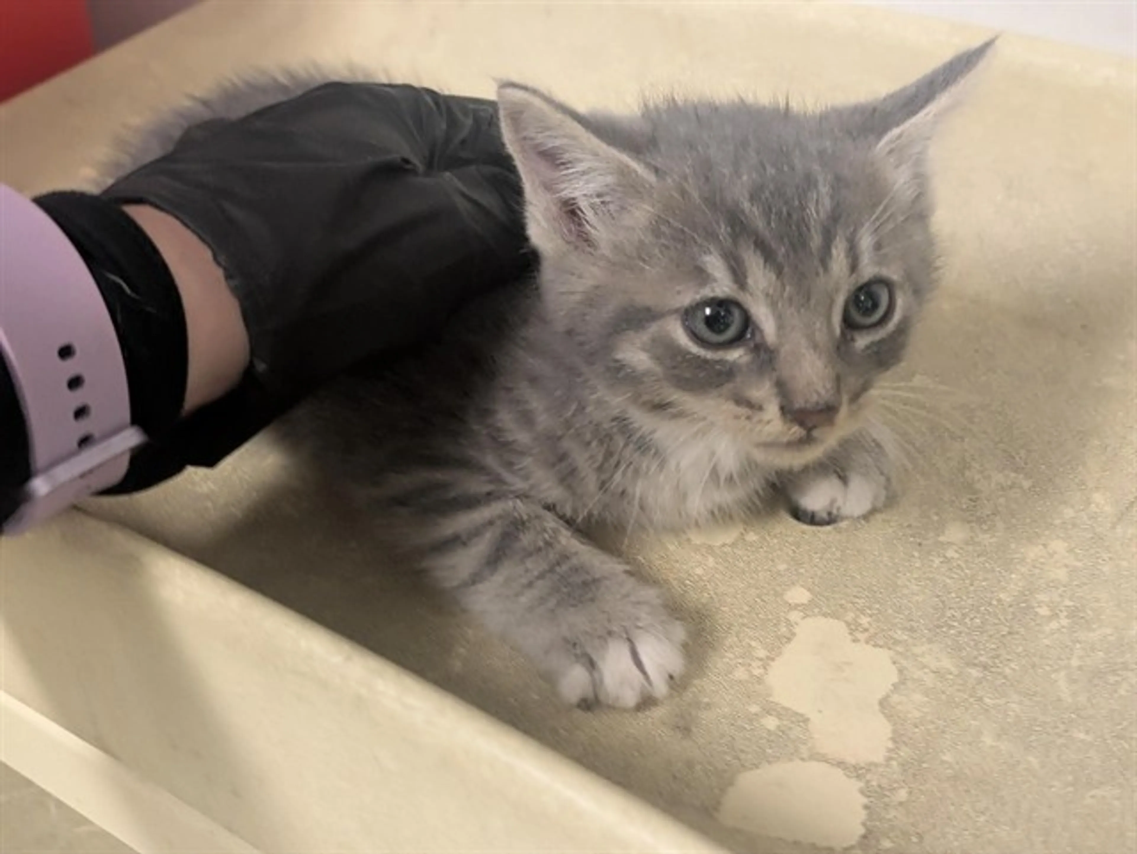 Found pet