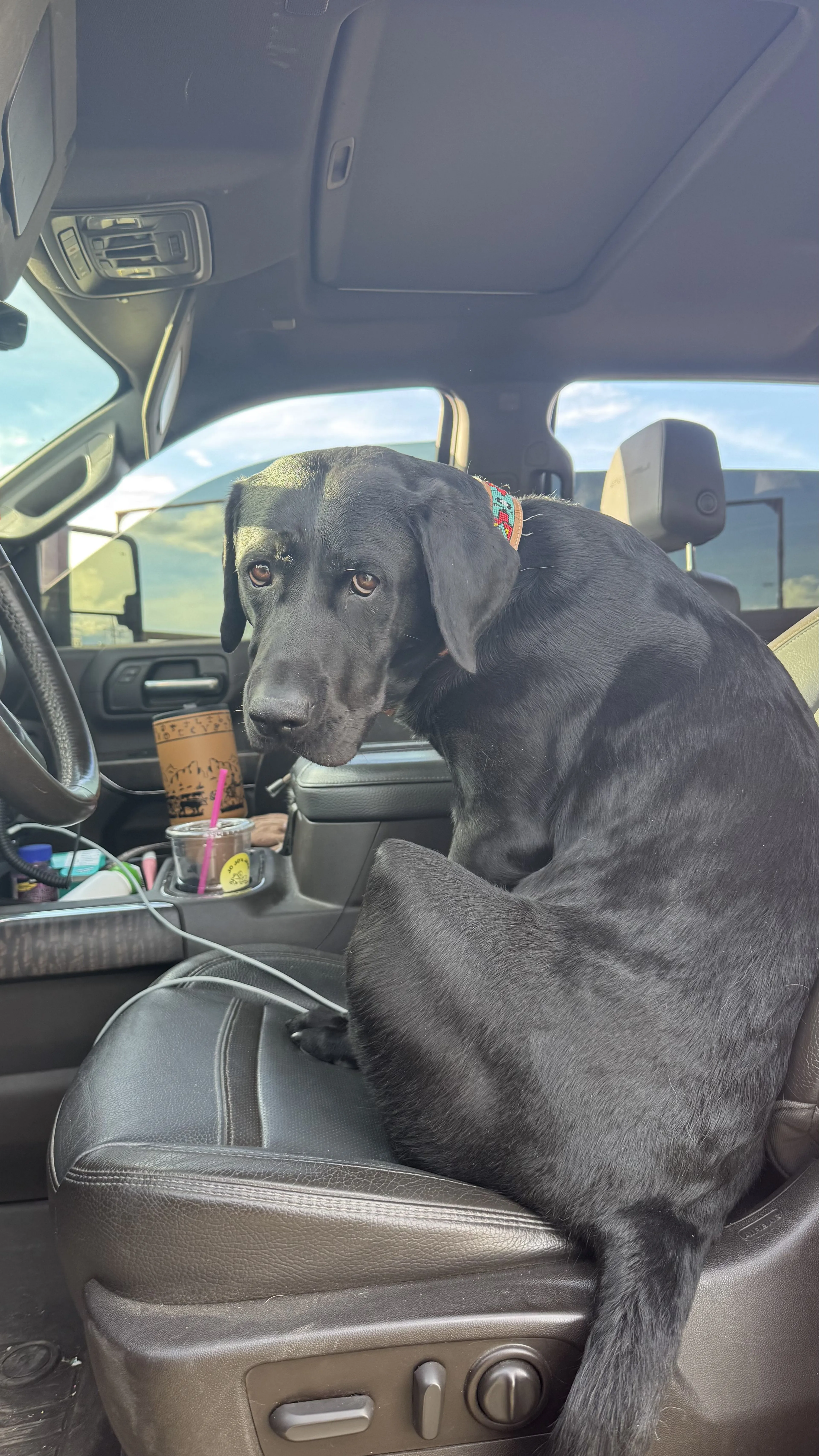 Lost pet