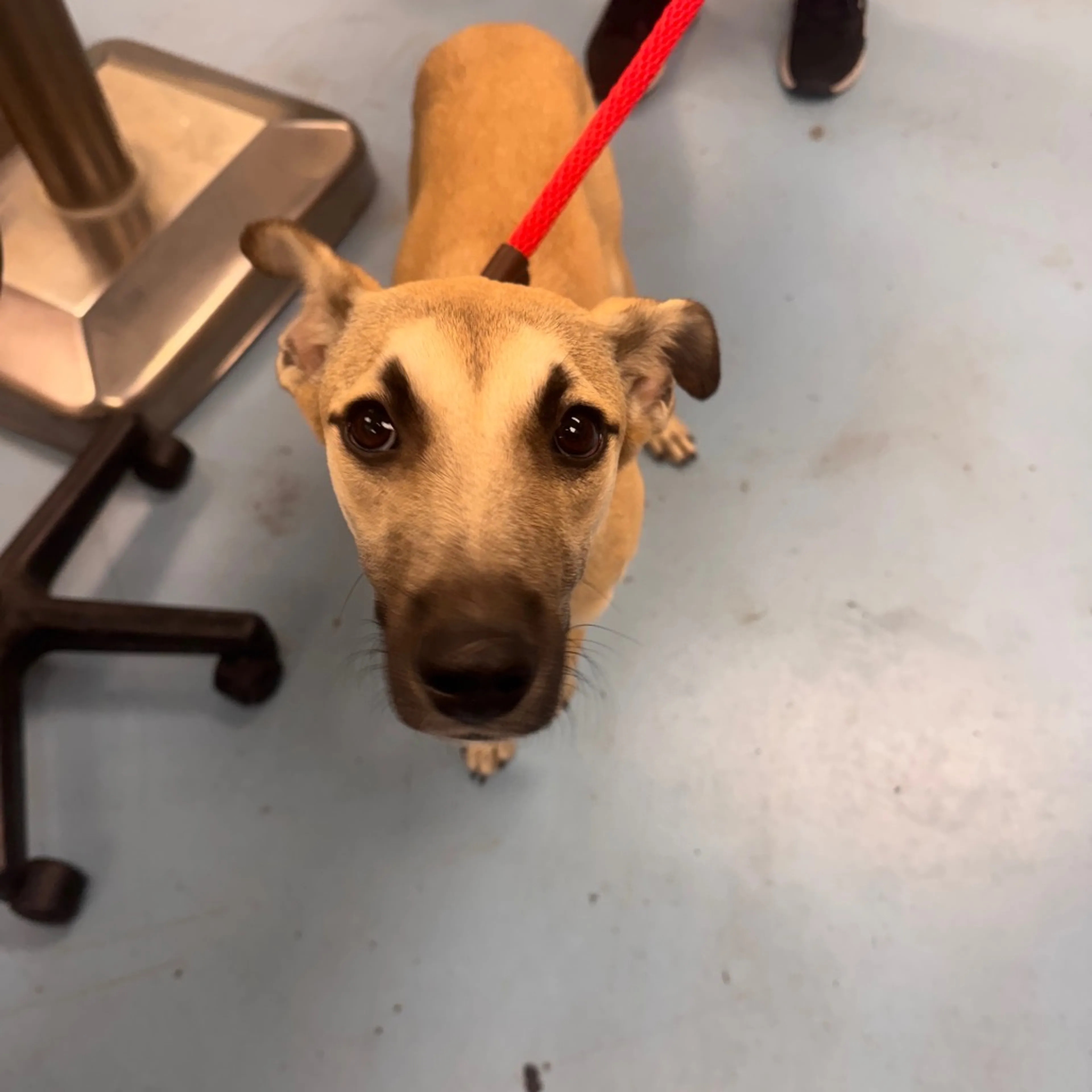 Found pet-1