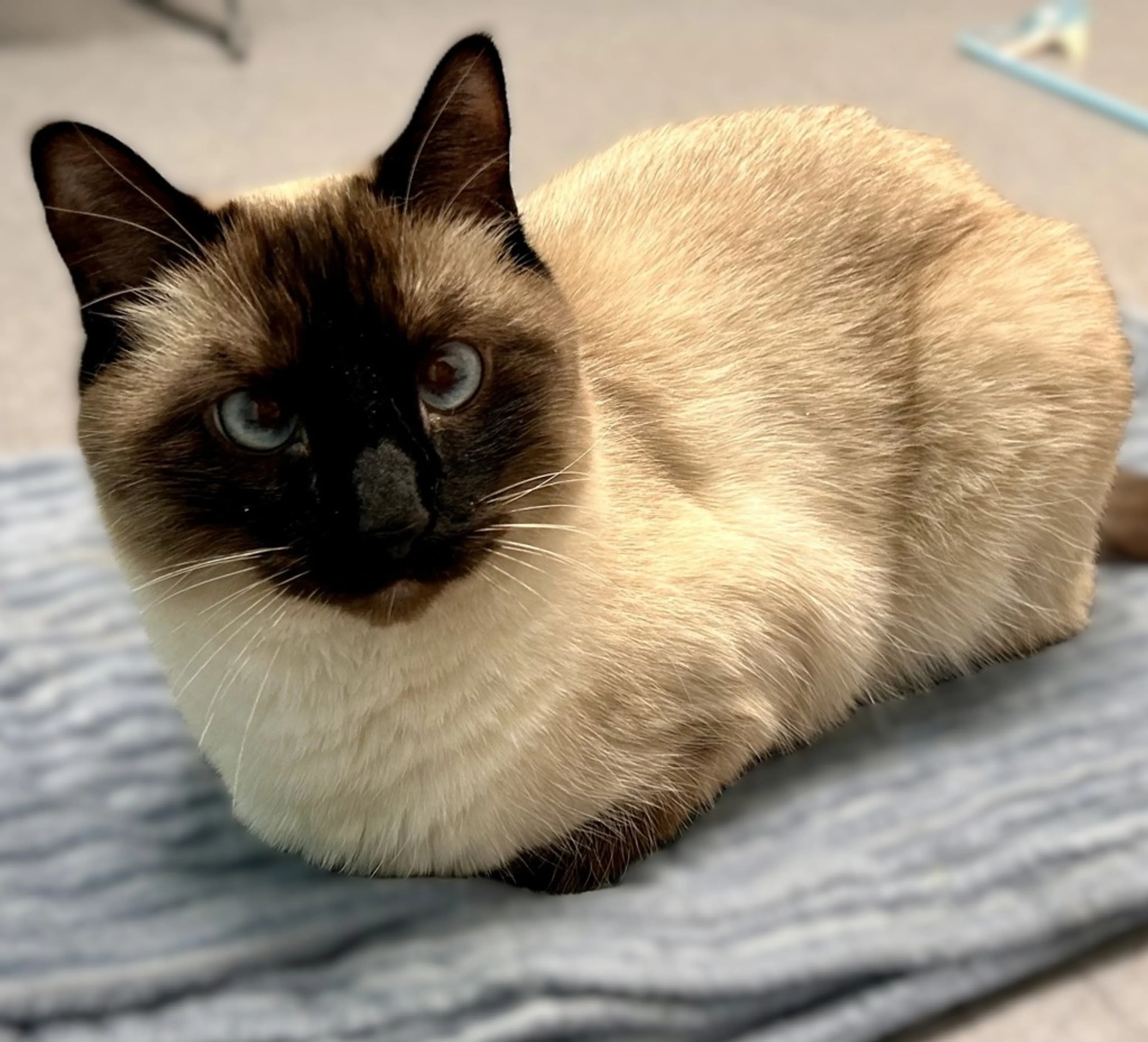 Found pet-1