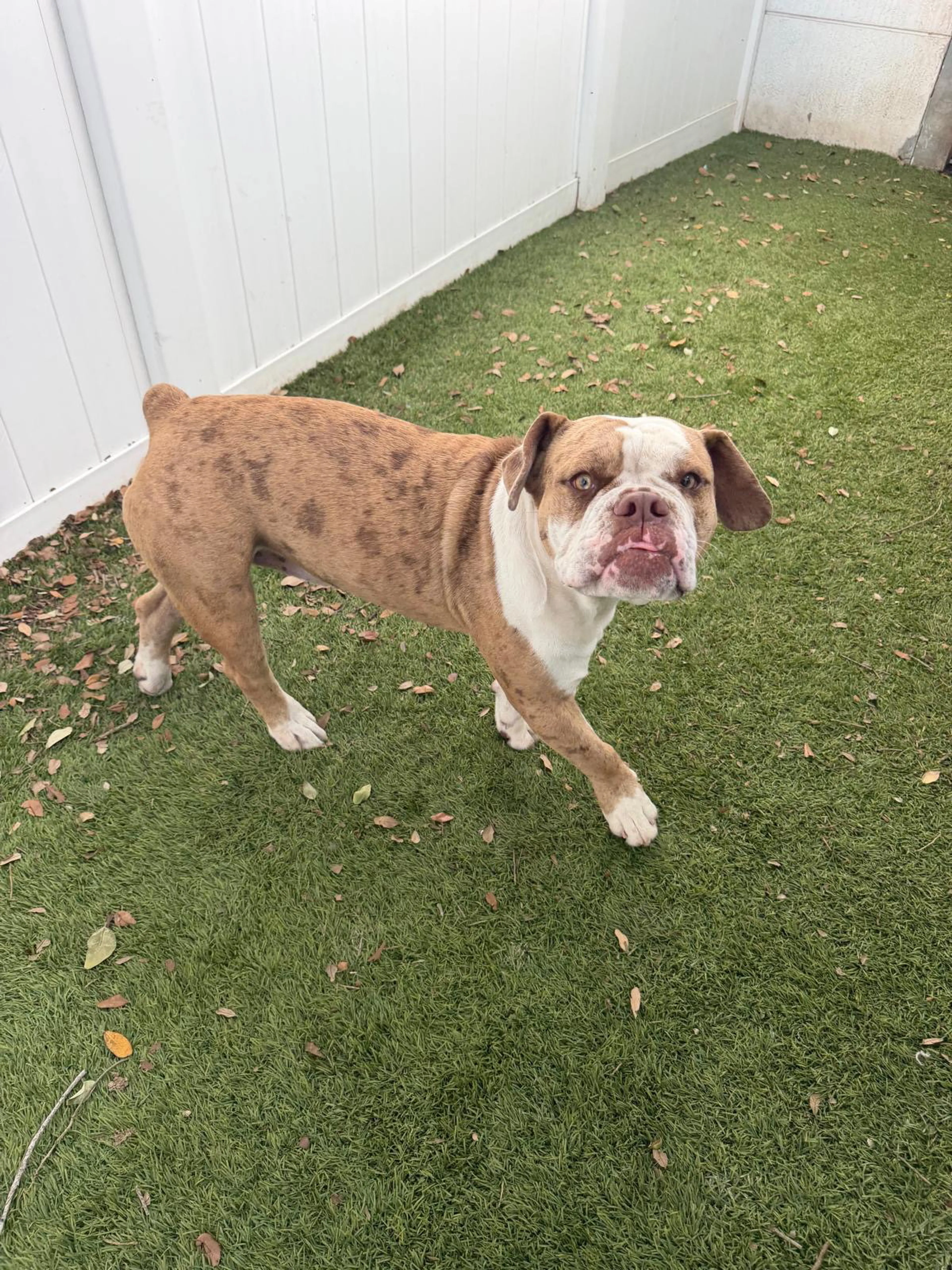 Found pet-1