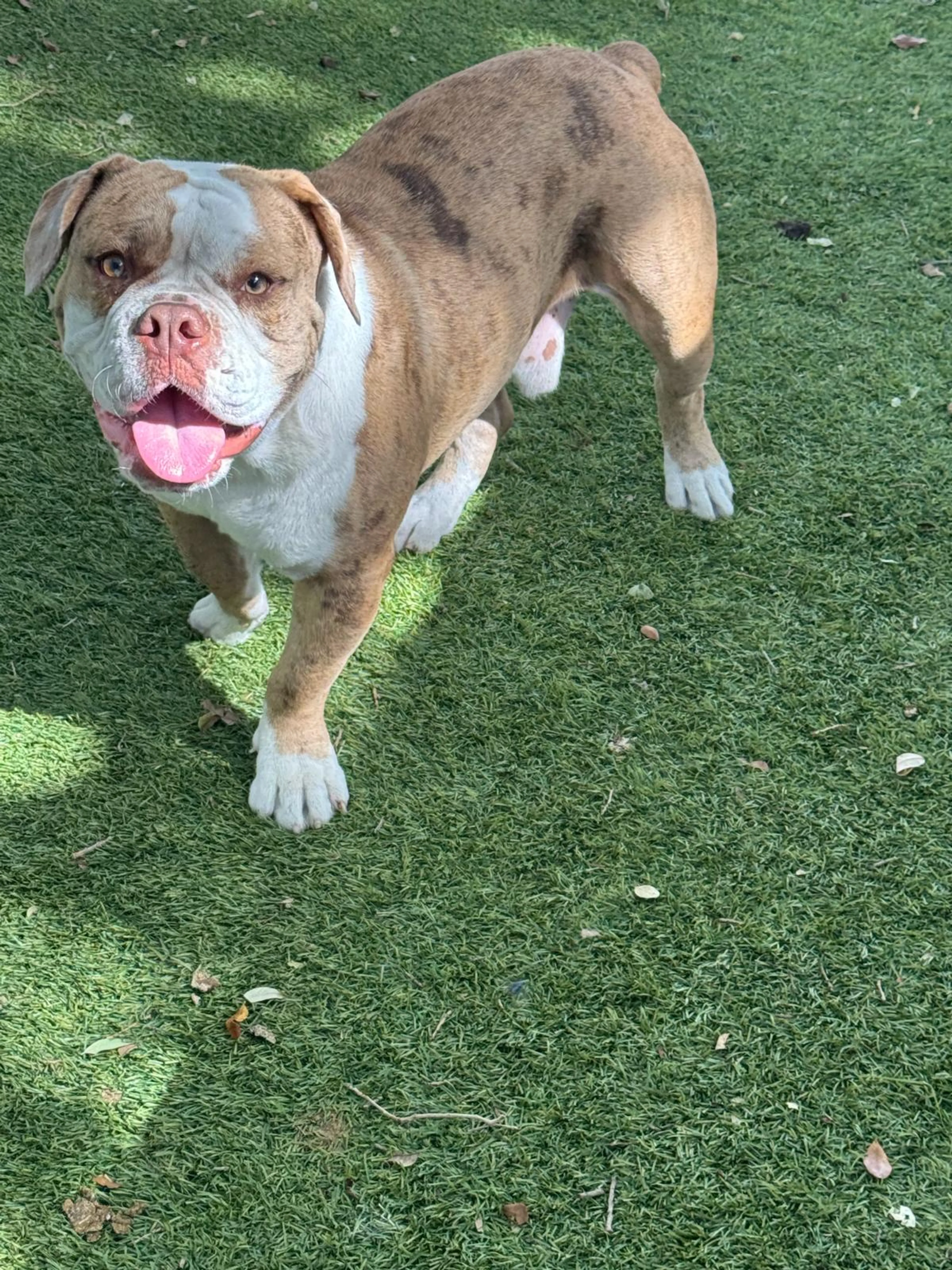 Found pet-3