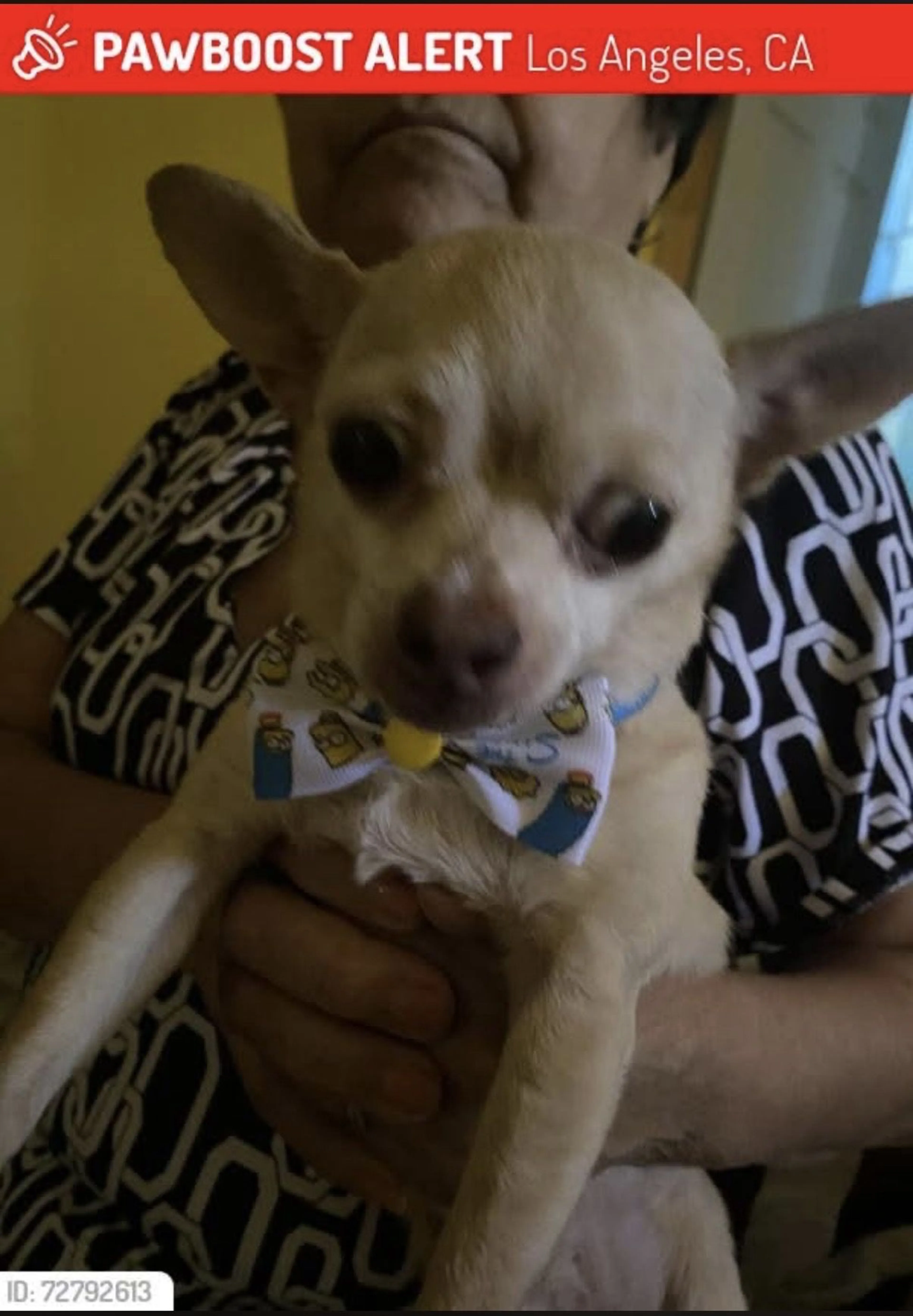 Lost pet-1
