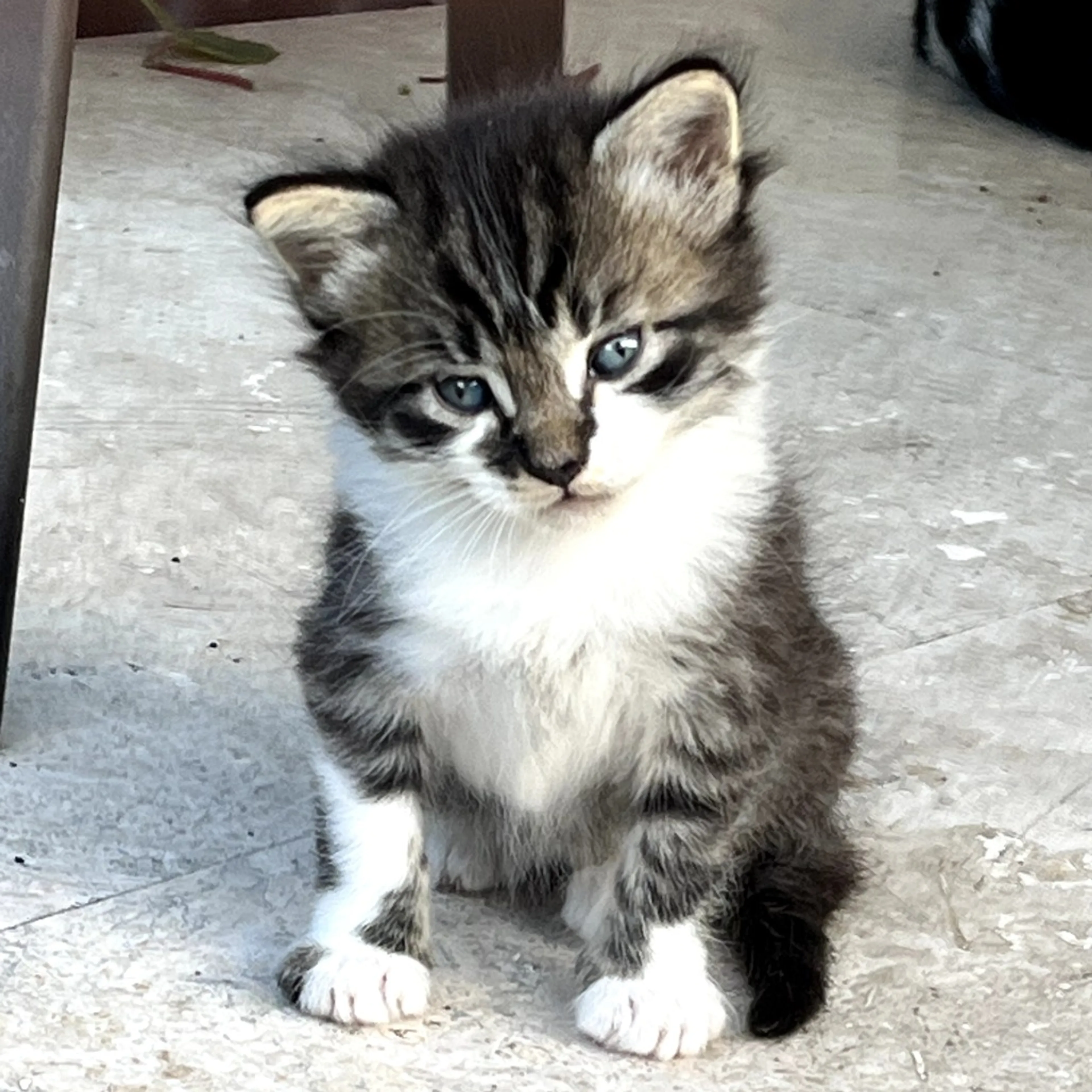 Found pet-2