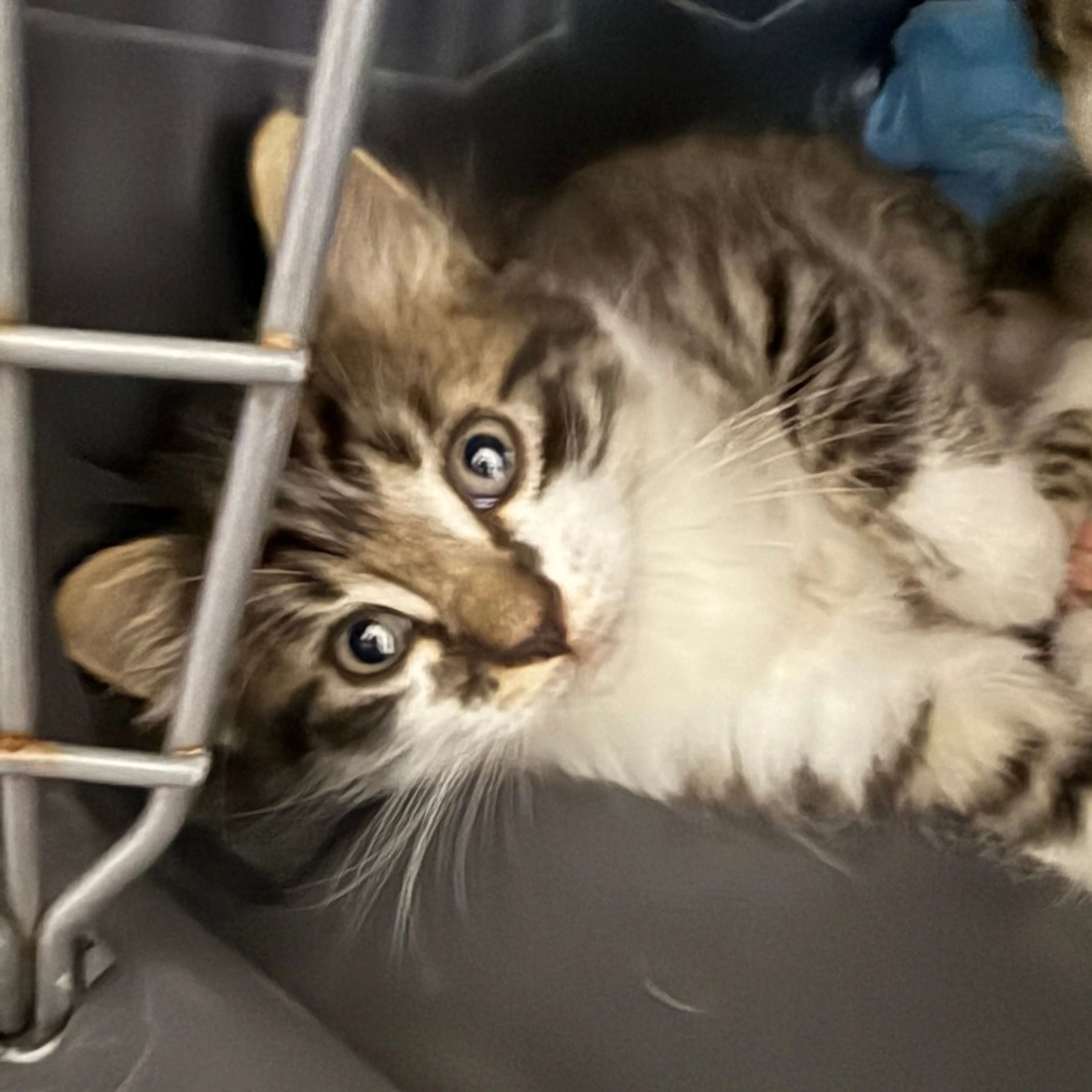 Found pet-3
