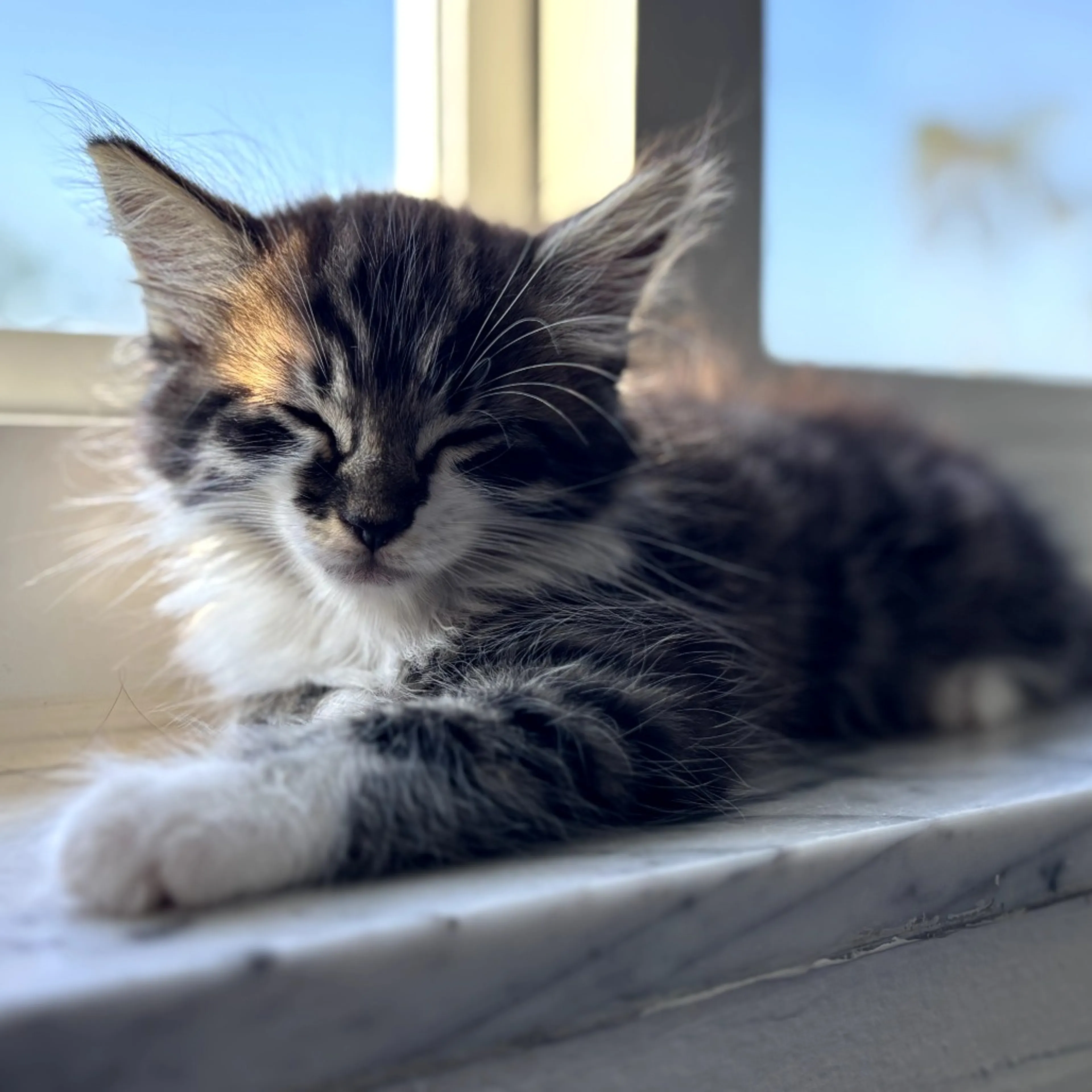 Found pet-1
