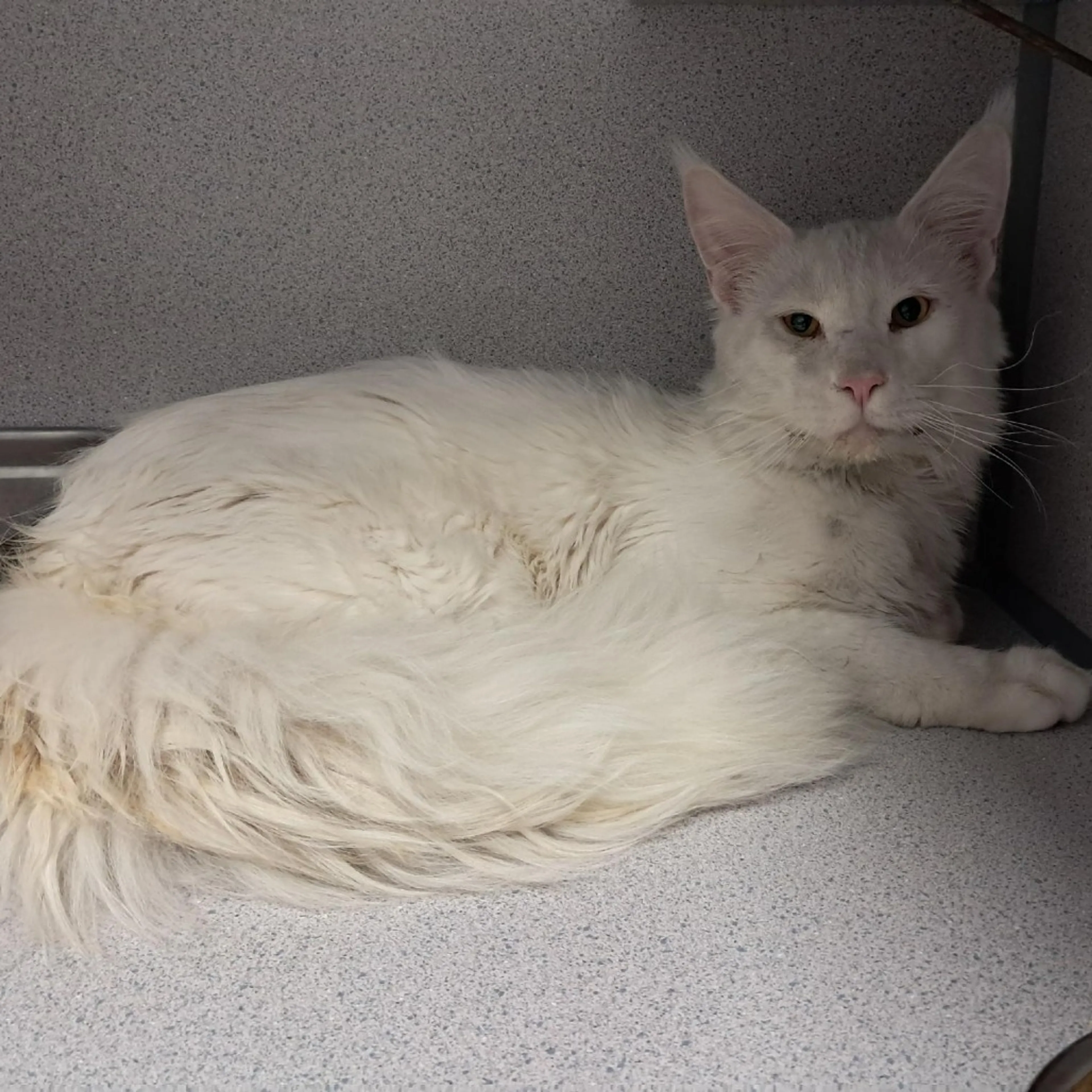 Found pet