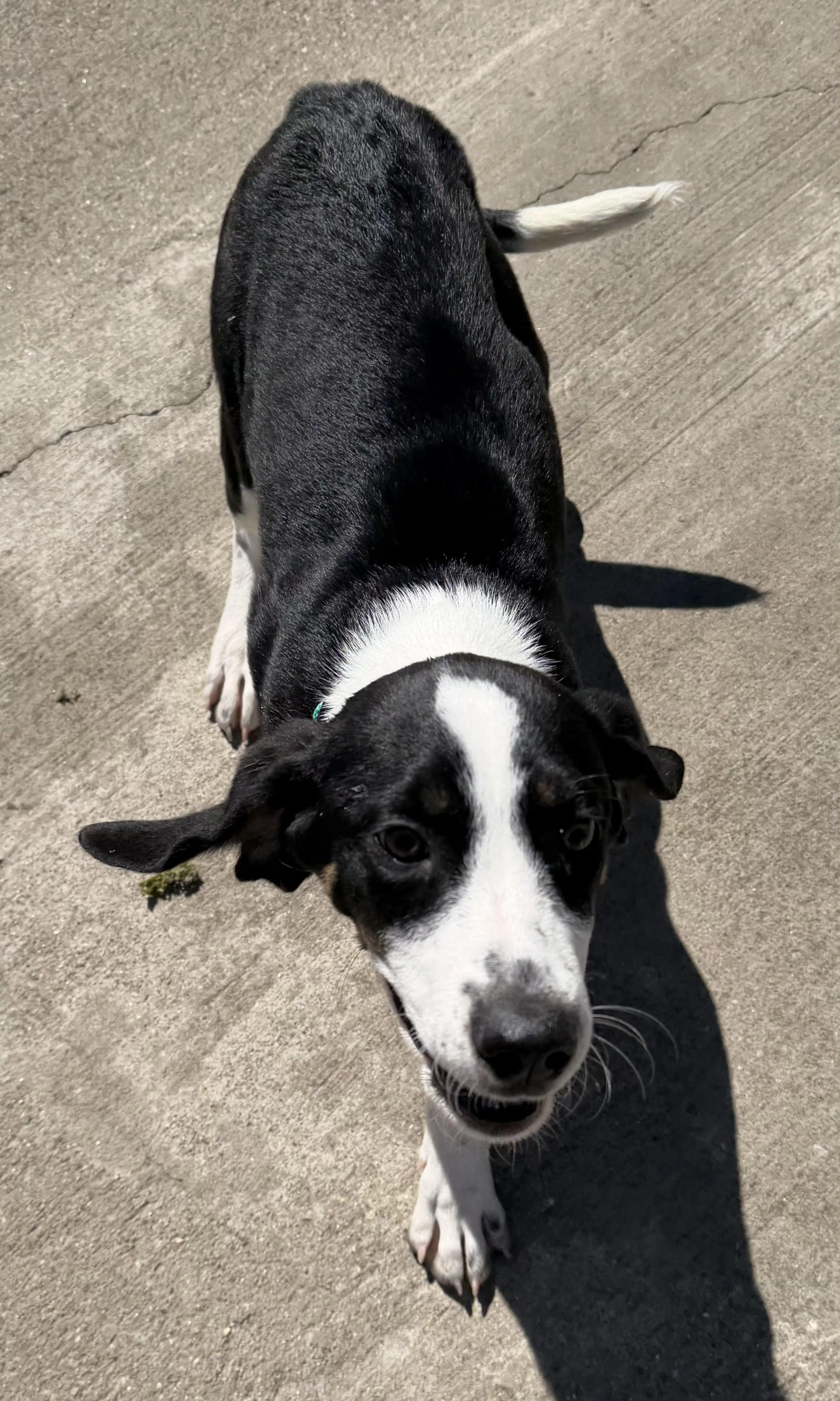 Found pet-1