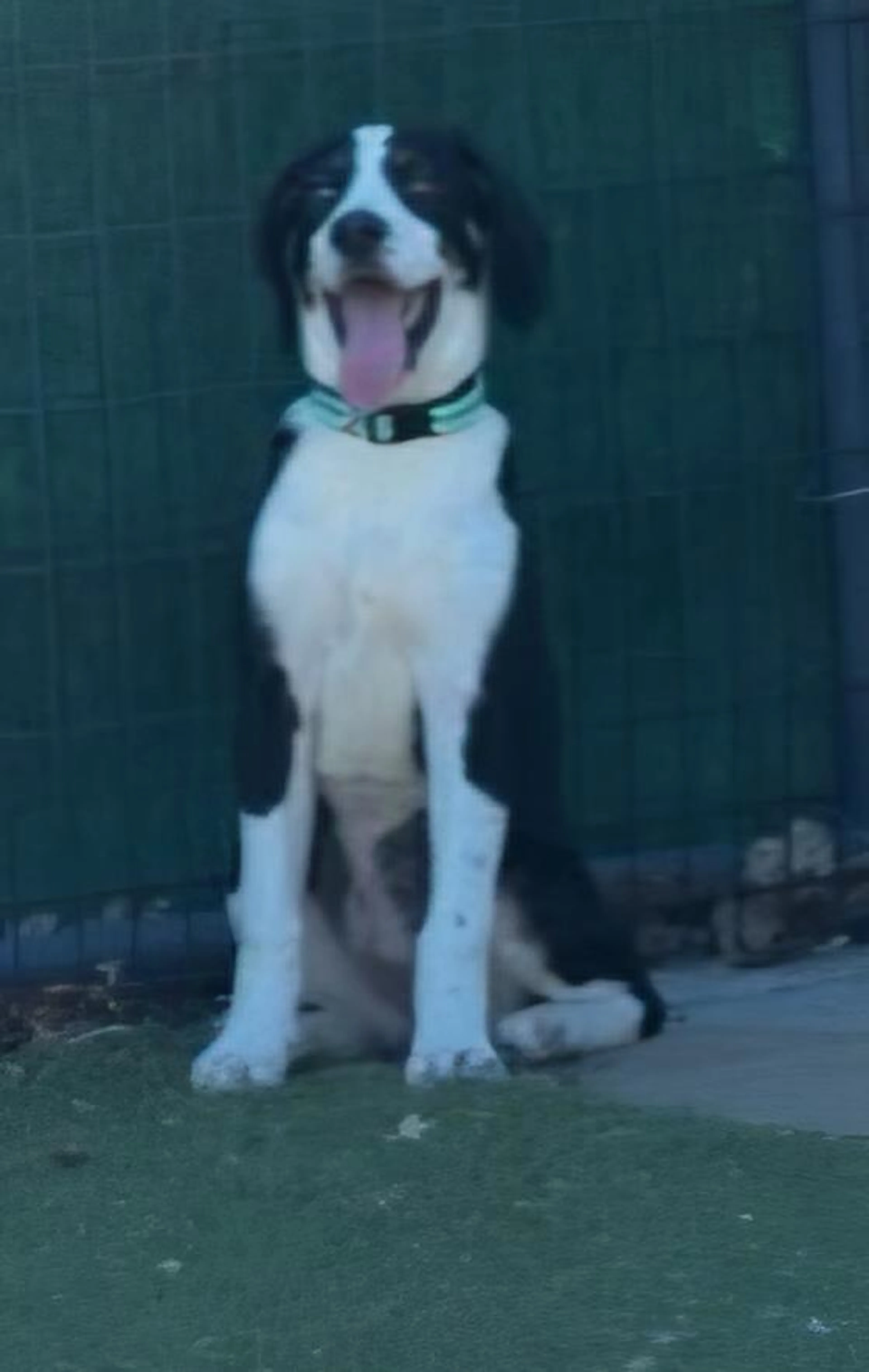 Found pet-3