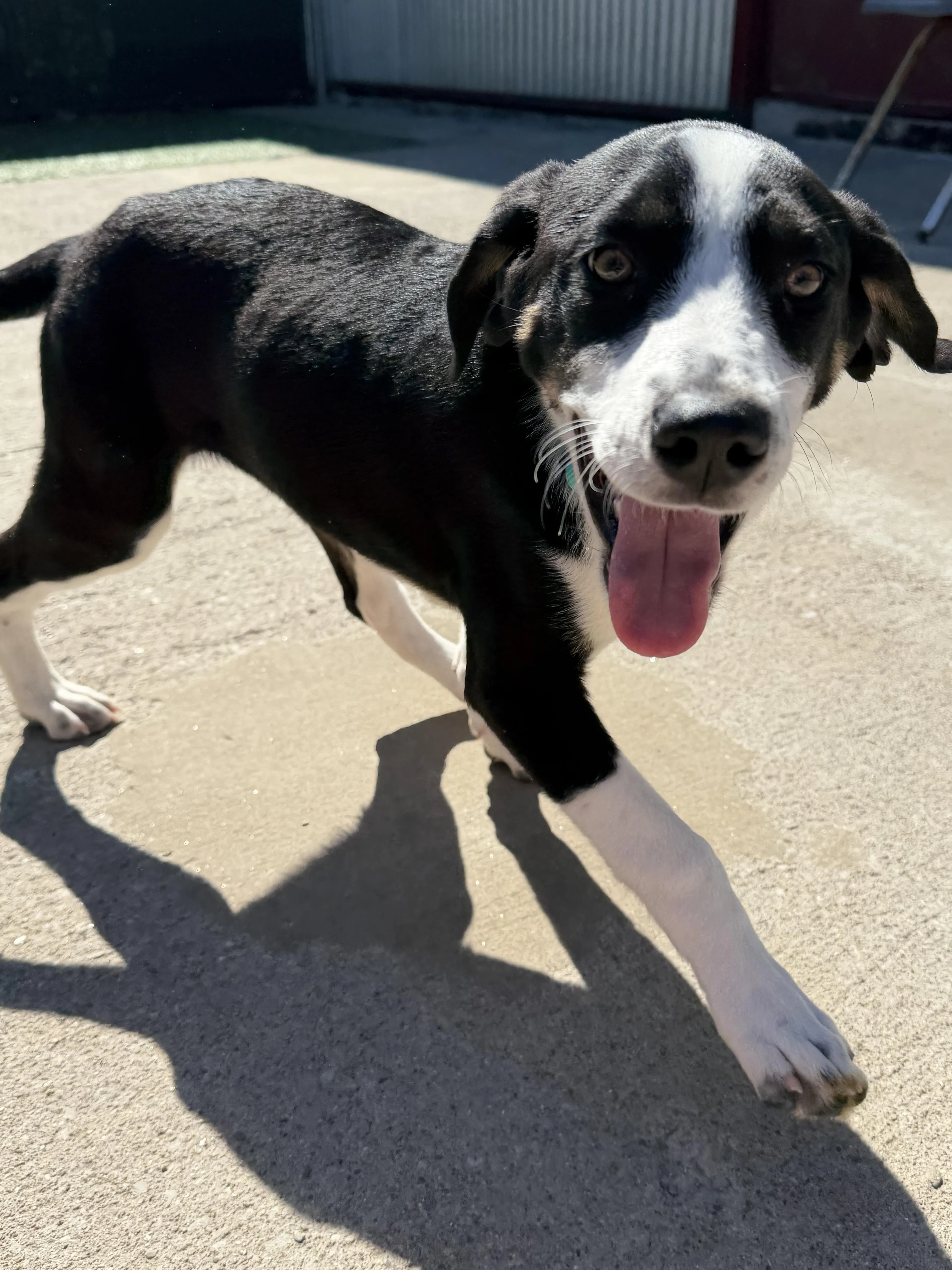 Found pet-2
