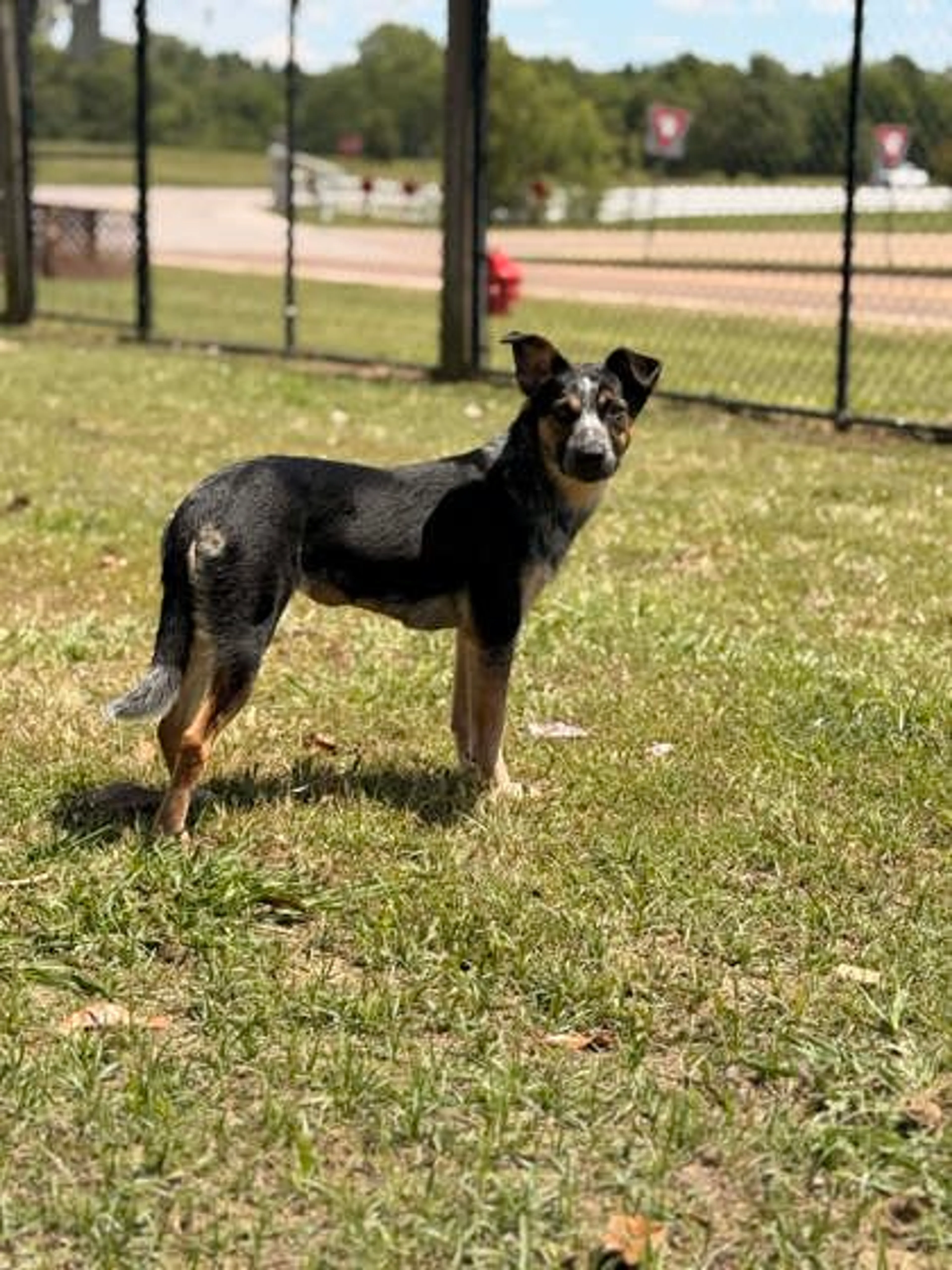 Found pet-2