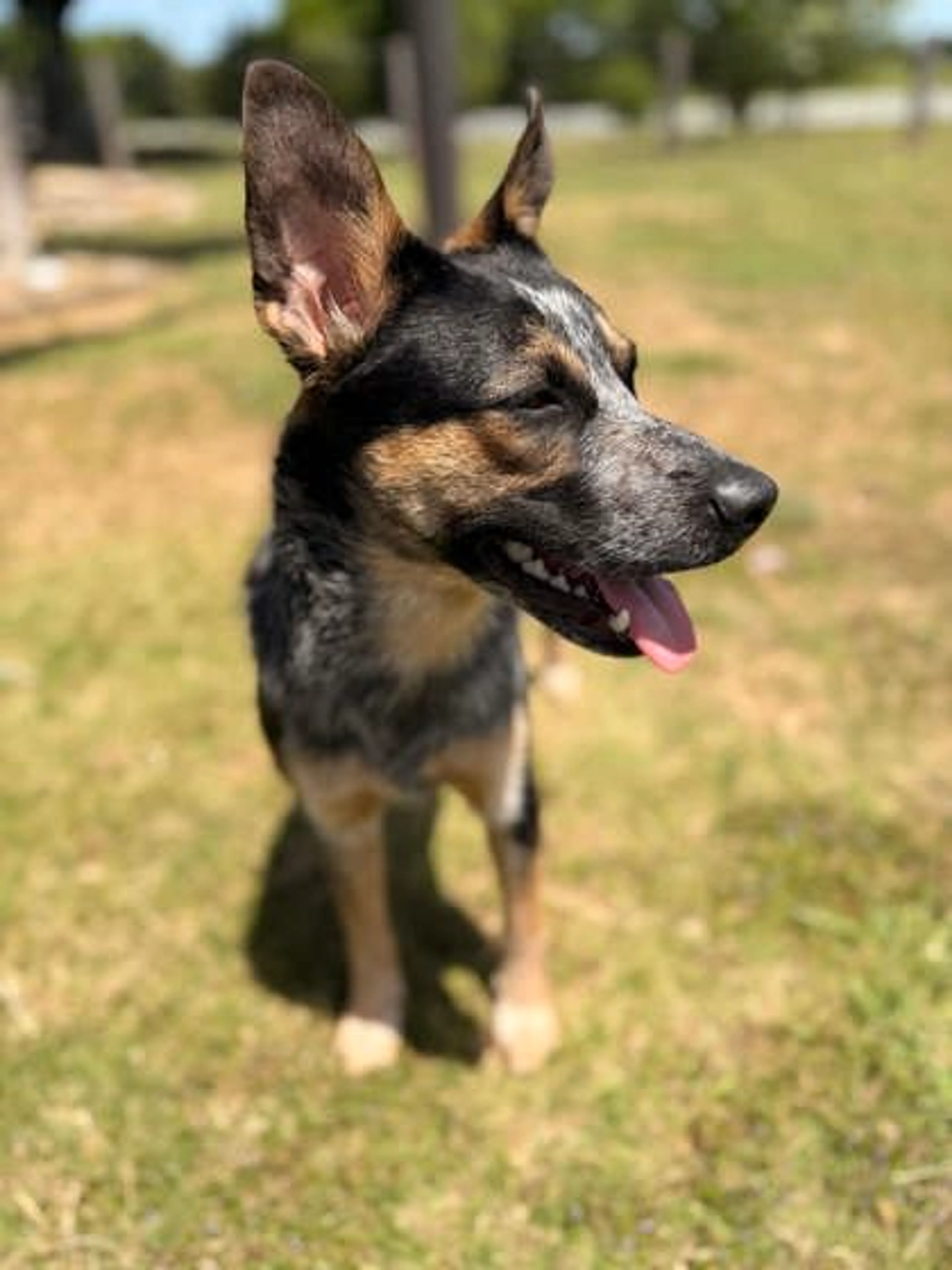 Found pet-1