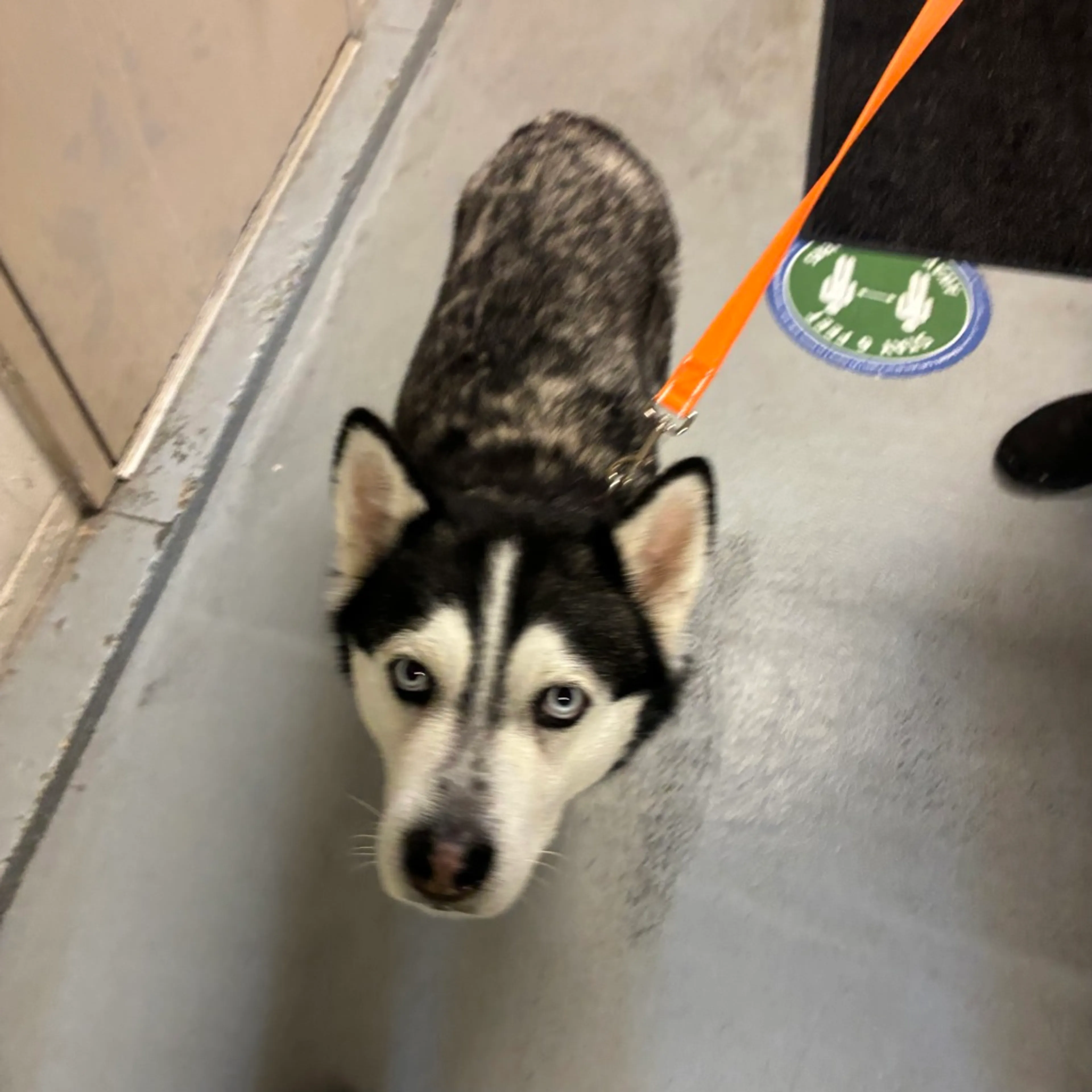 Found pet-1