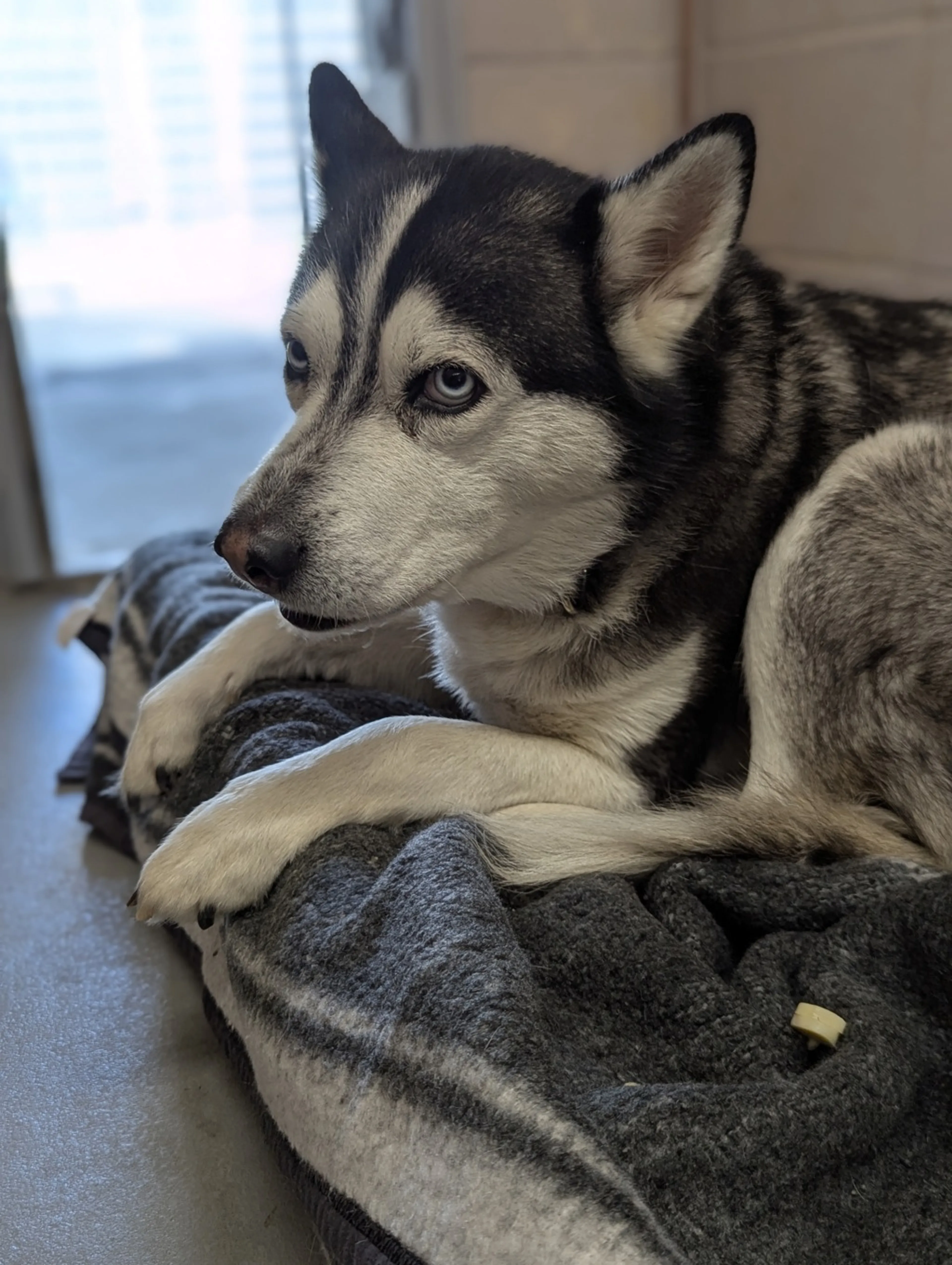 Found pet-2